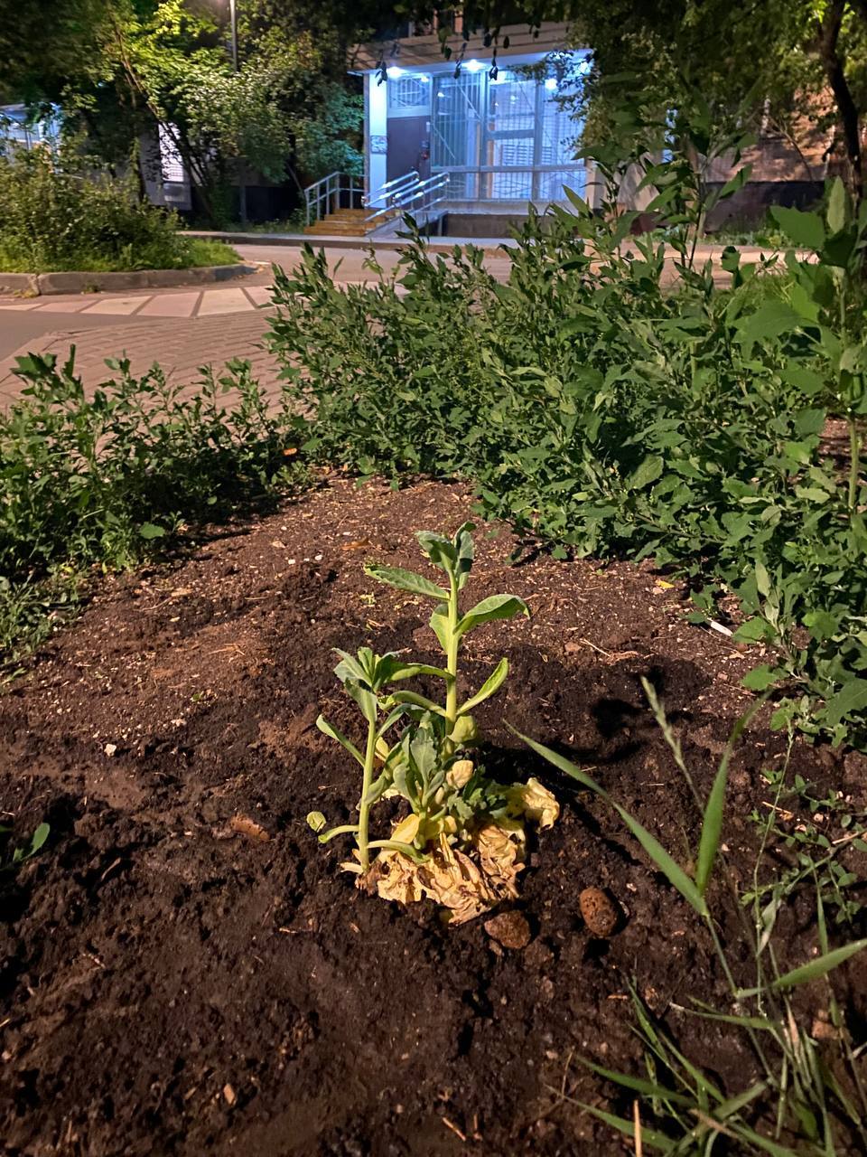 About the will to live - My, Cabbage, Life stories, Garden, Plant growing, Longpost