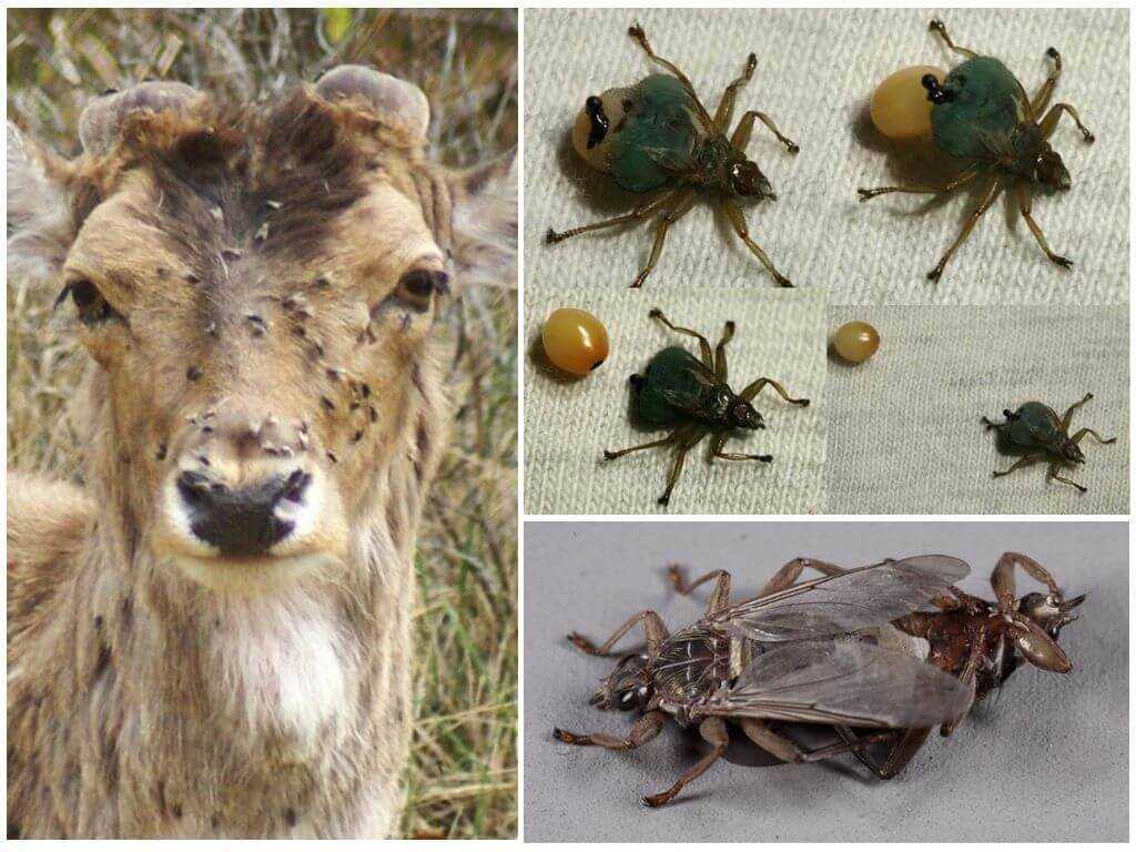 Deer bloodsucker (flying tick) under a microscope - My, Biology, Nauchpop, Research, The science, Longpost