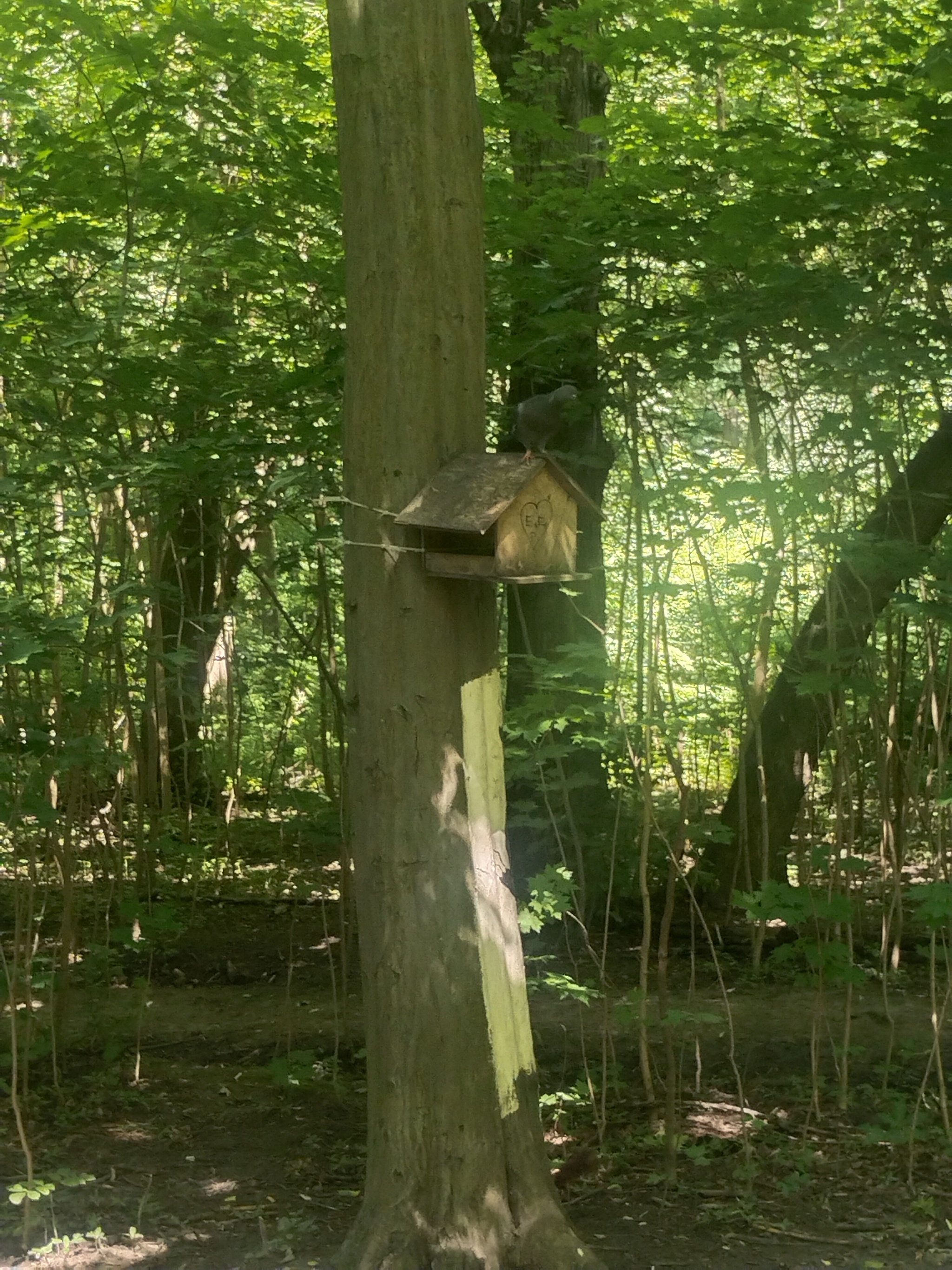 Lithuanian shaft. Kaliningrad. The magical beauty of nature. Restart - My, Lithuanian, Tourism, Kaliningrad, sights, Nature, The nature of Russia, Old man, Travel across Russia, Longpost