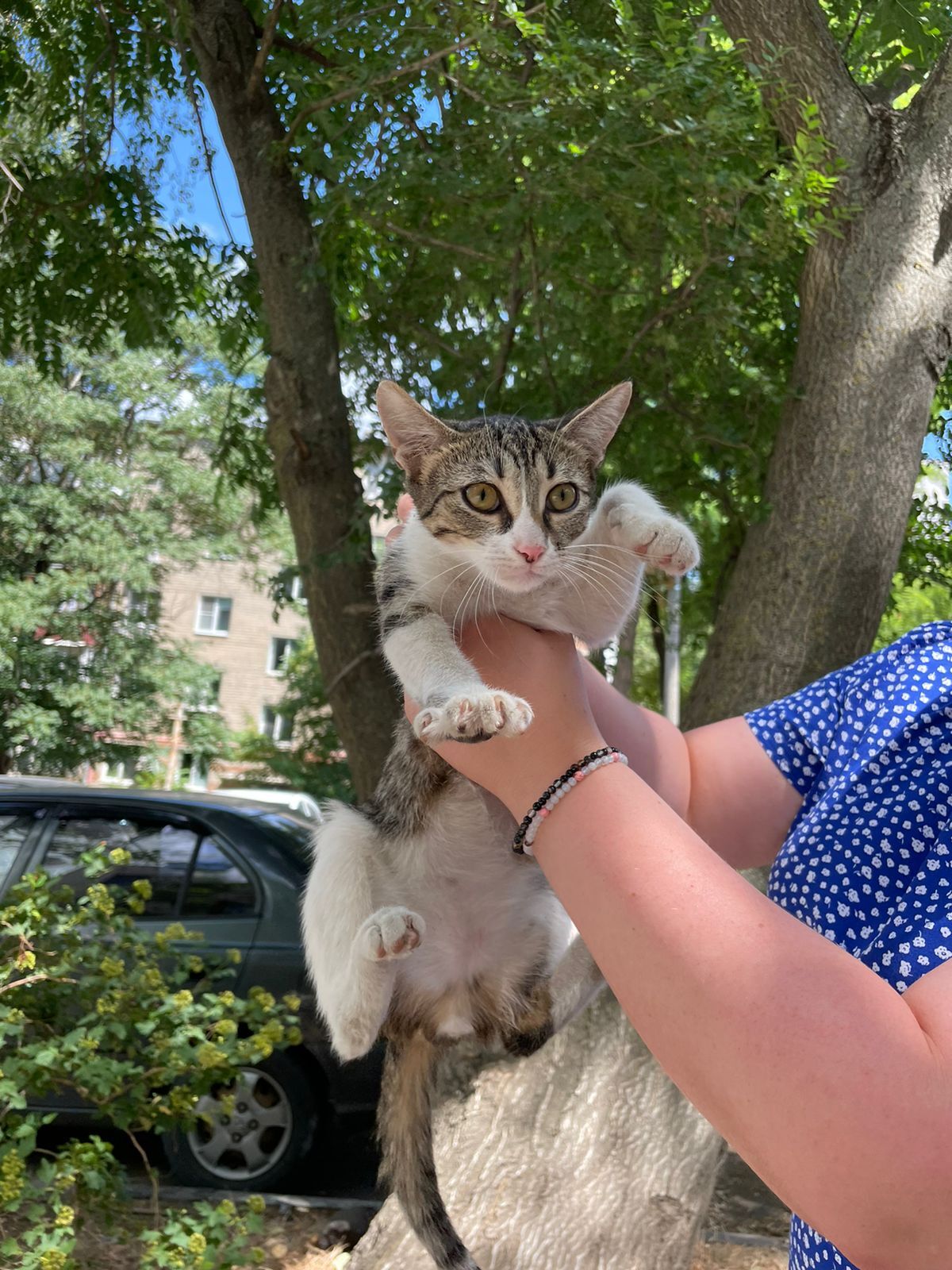 Kittens in good hands Rostov-on-Don - Kittens, In good hands, Homeless animals, Rostov-on-Don, Longpost, cat