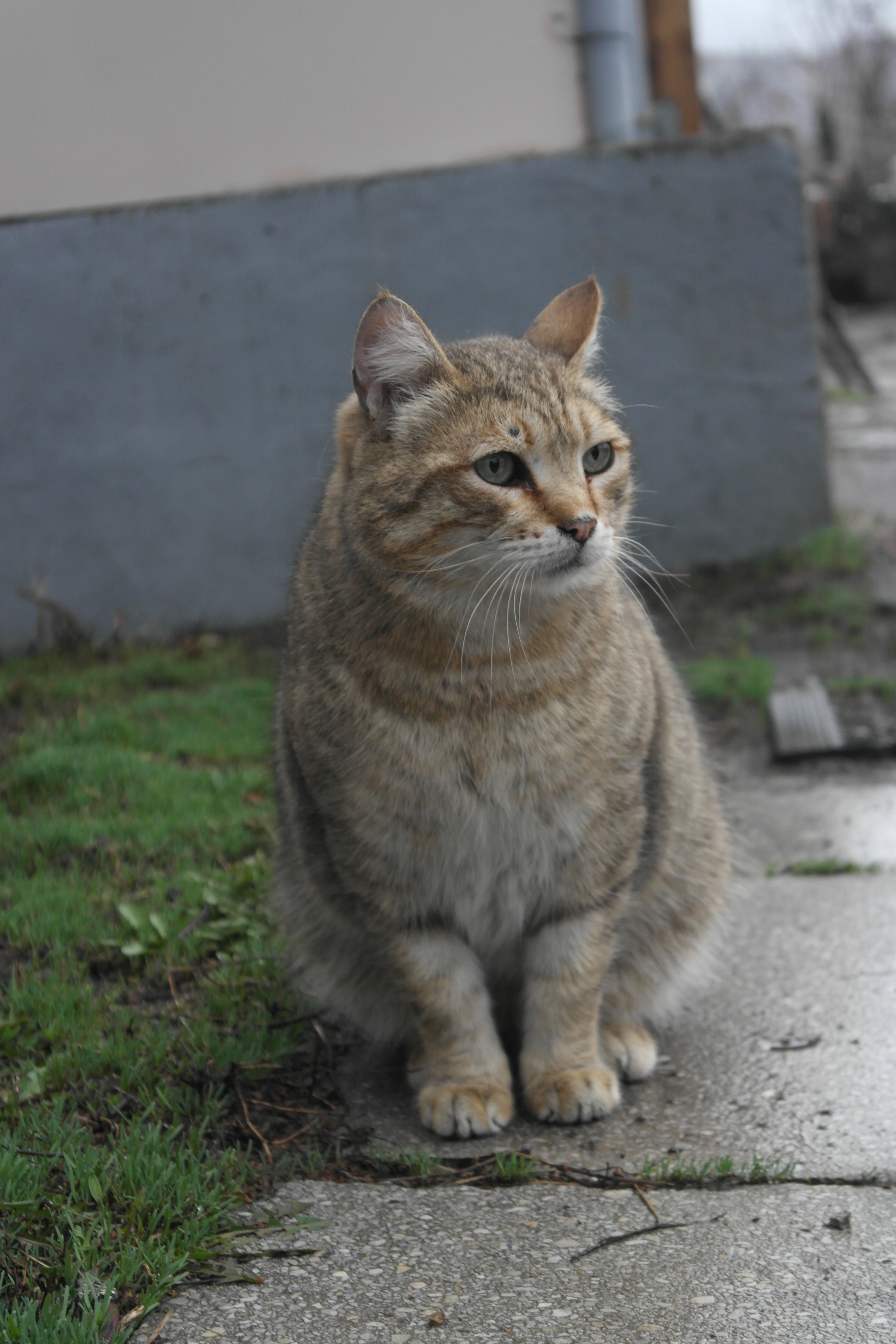 У моего кота юбилей 10 лет - Кот, Малые кошки, Длиннопост