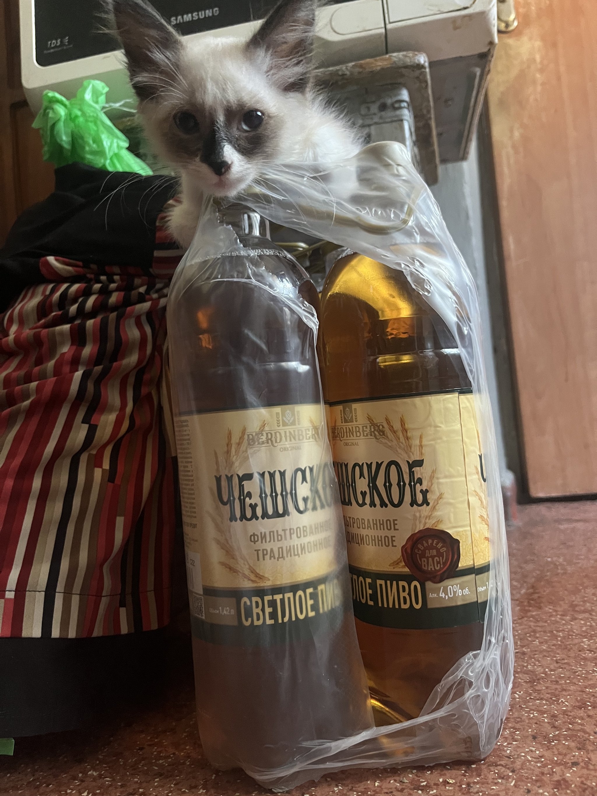 Have a great weekend everyone <3 - My, cat, Beer, Weekend, Longpost