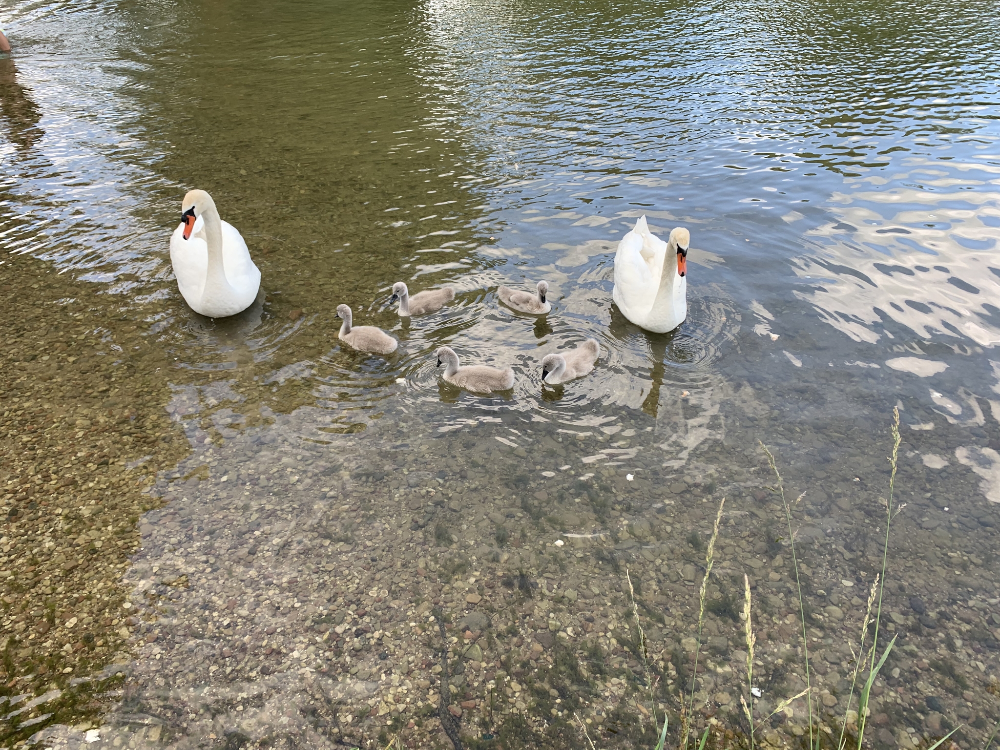 Swan family - My, Nature, Vishtynetskoye Lake, Birds, Longpost, Swans, The photo