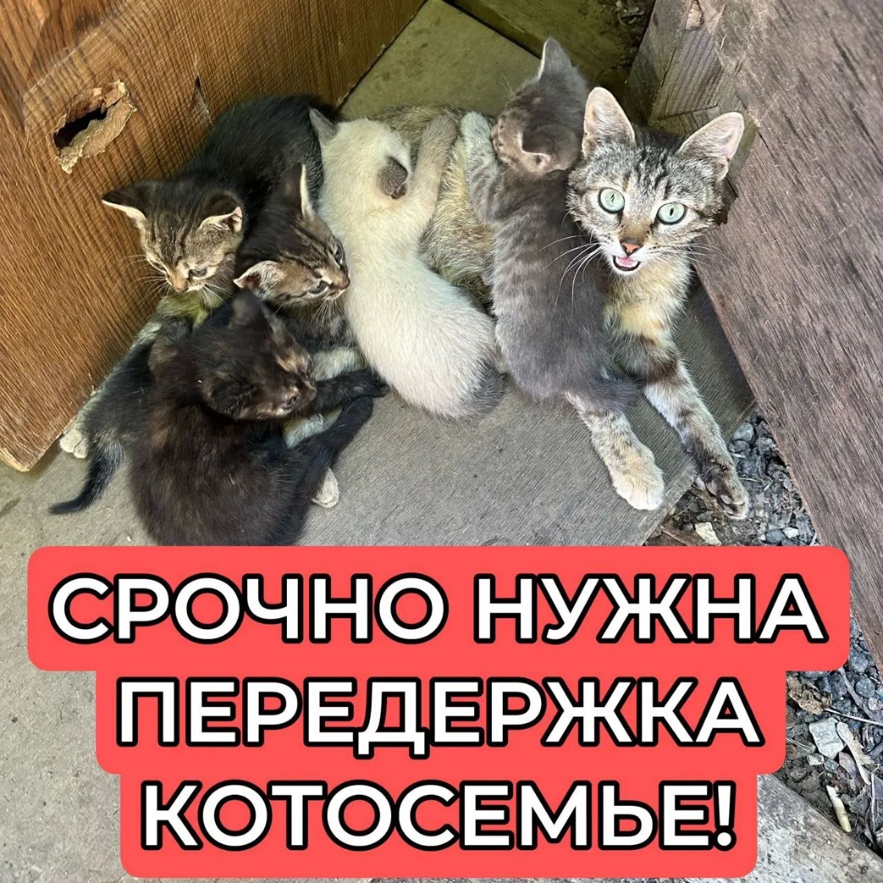 Kittens on a construction base, doomed to death - My, Kittens, cat, No rating, Helping animals, Pets, Animal shelter, Tricolor cat, Cat lovers, In good hands, Is free, Moscow, SOS, Video, Longpost