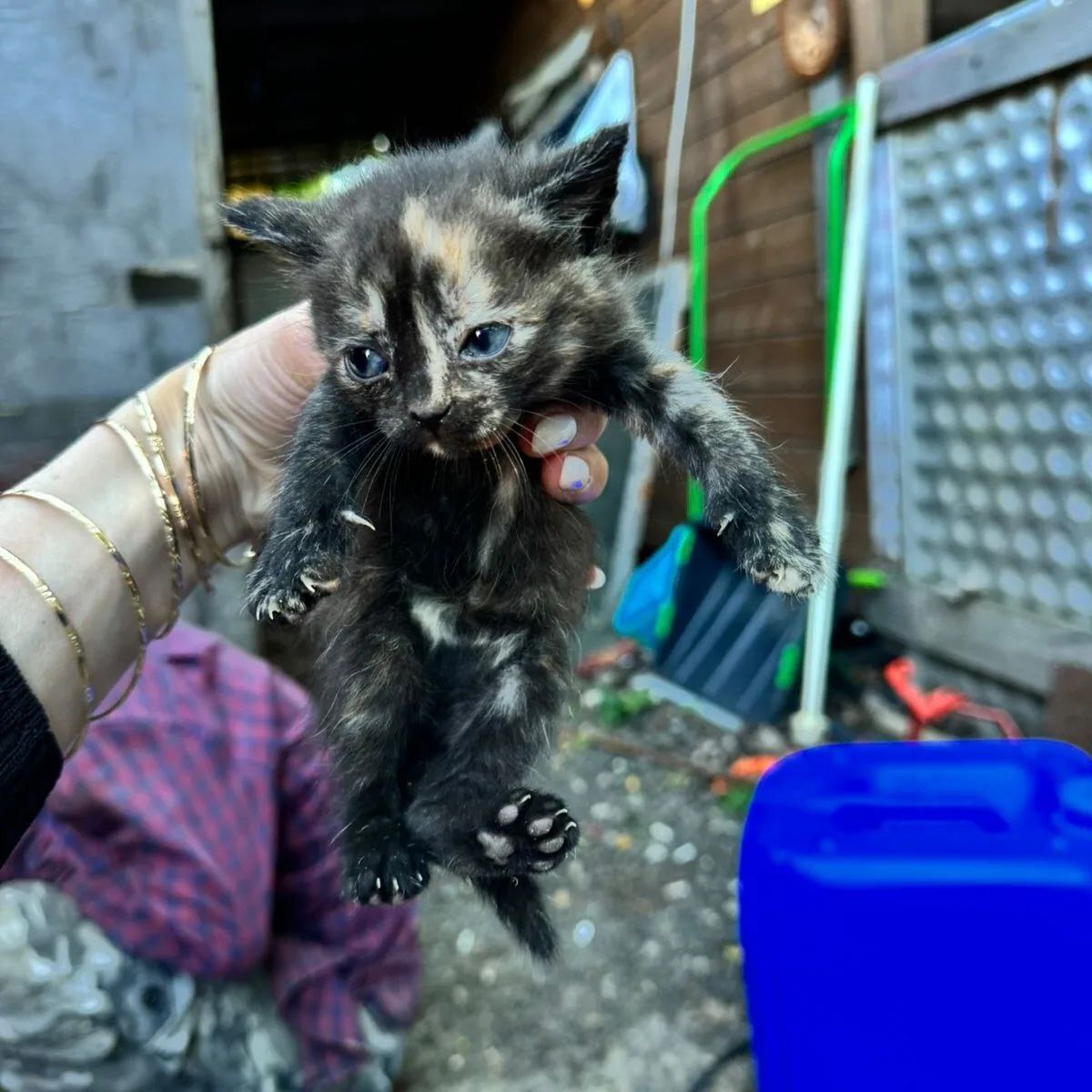 Kittens on a construction base, doomed to death - My, Kittens, cat, No rating, Helping animals, Pets, Animal shelter, Tricolor cat, Cat lovers, In good hands, Is free, Moscow, SOS, Video, Longpost