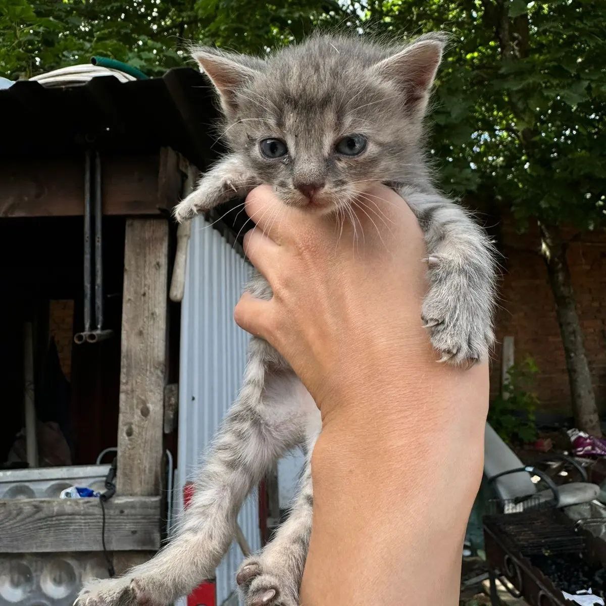 Kittens on a construction base, doomed to death - My, Kittens, cat, No rating, Helping animals, Pets, Animal shelter, Tricolor cat, Cat lovers, In good hands, Is free, Moscow, SOS, Video, Longpost