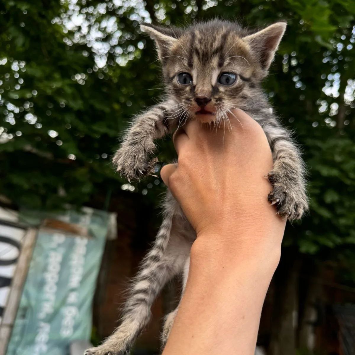 Kittens on a construction base, doomed to death - My, Kittens, cat, No rating, Helping animals, Pets, Animal shelter, Tricolor cat, Cat lovers, In good hands, Is free, Moscow, SOS, Video, Longpost