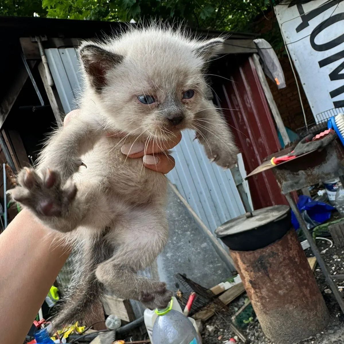 Kittens on a construction base, doomed to death - My, Kittens, cat, No rating, Helping animals, Pets, Animal shelter, Tricolor cat, Cat lovers, In good hands, Is free, Moscow, SOS, Video, Longpost