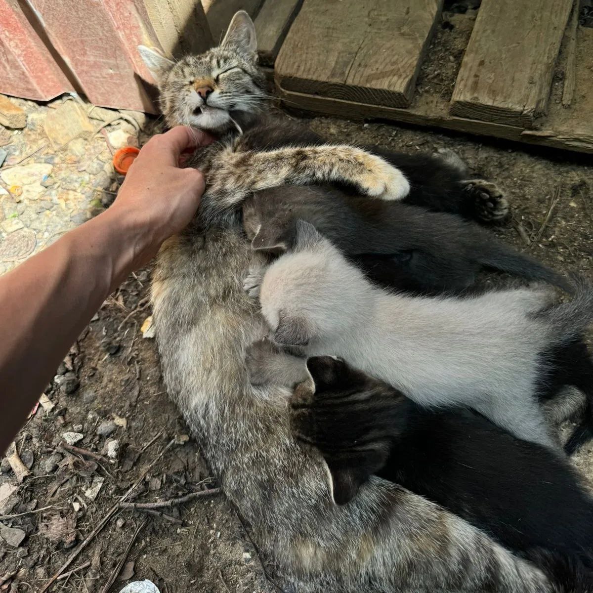 Kittens on a construction base, doomed to death - My, Kittens, cat, No rating, Helping animals, Pets, Animal shelter, Tricolor cat, Cat lovers, In good hands, Is free, Moscow, SOS, Video, Longpost