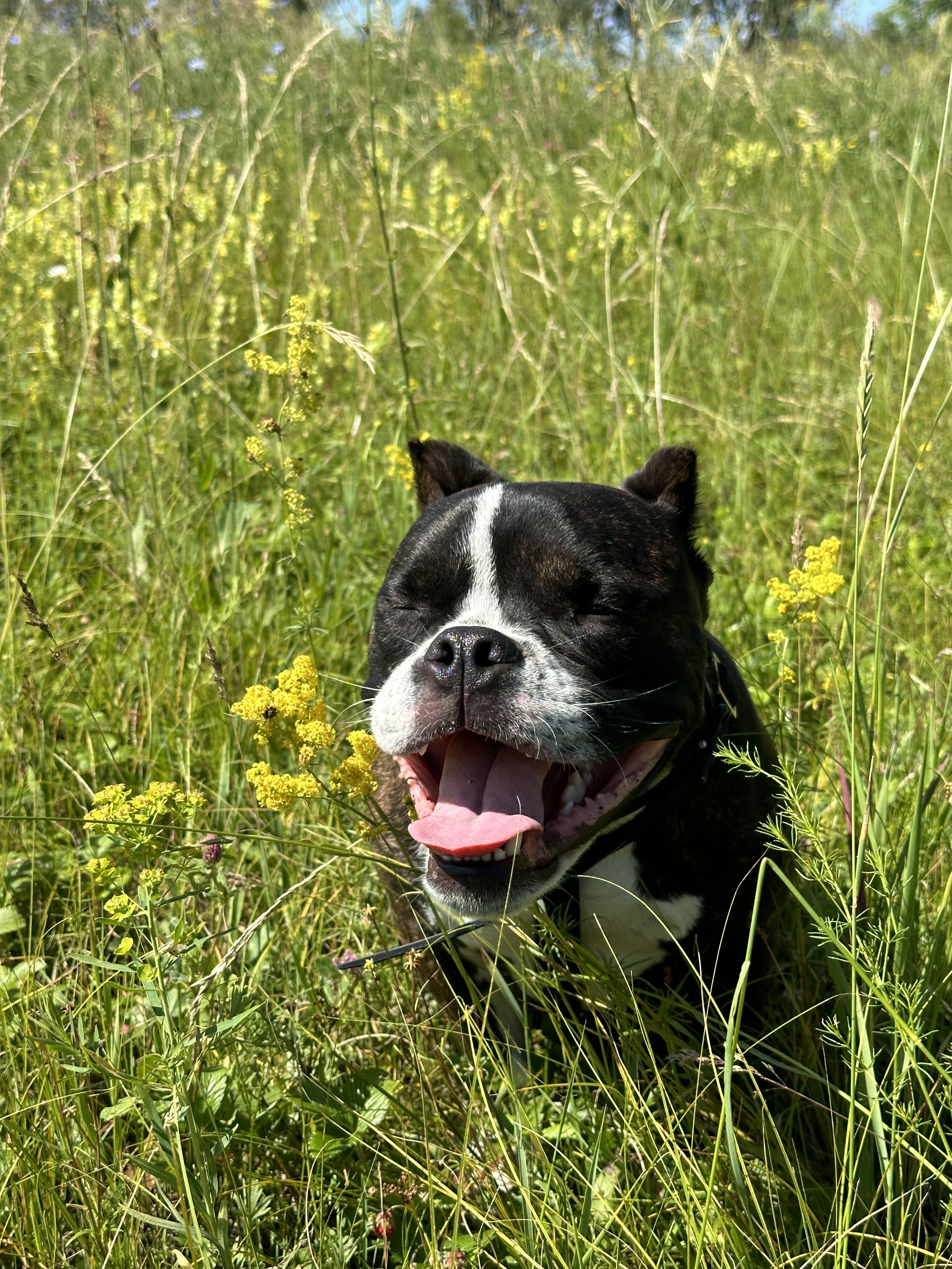 It's us again without a leash)) - My, Dog, American Bully, Nature, Smile, Walk, Pets, The photo