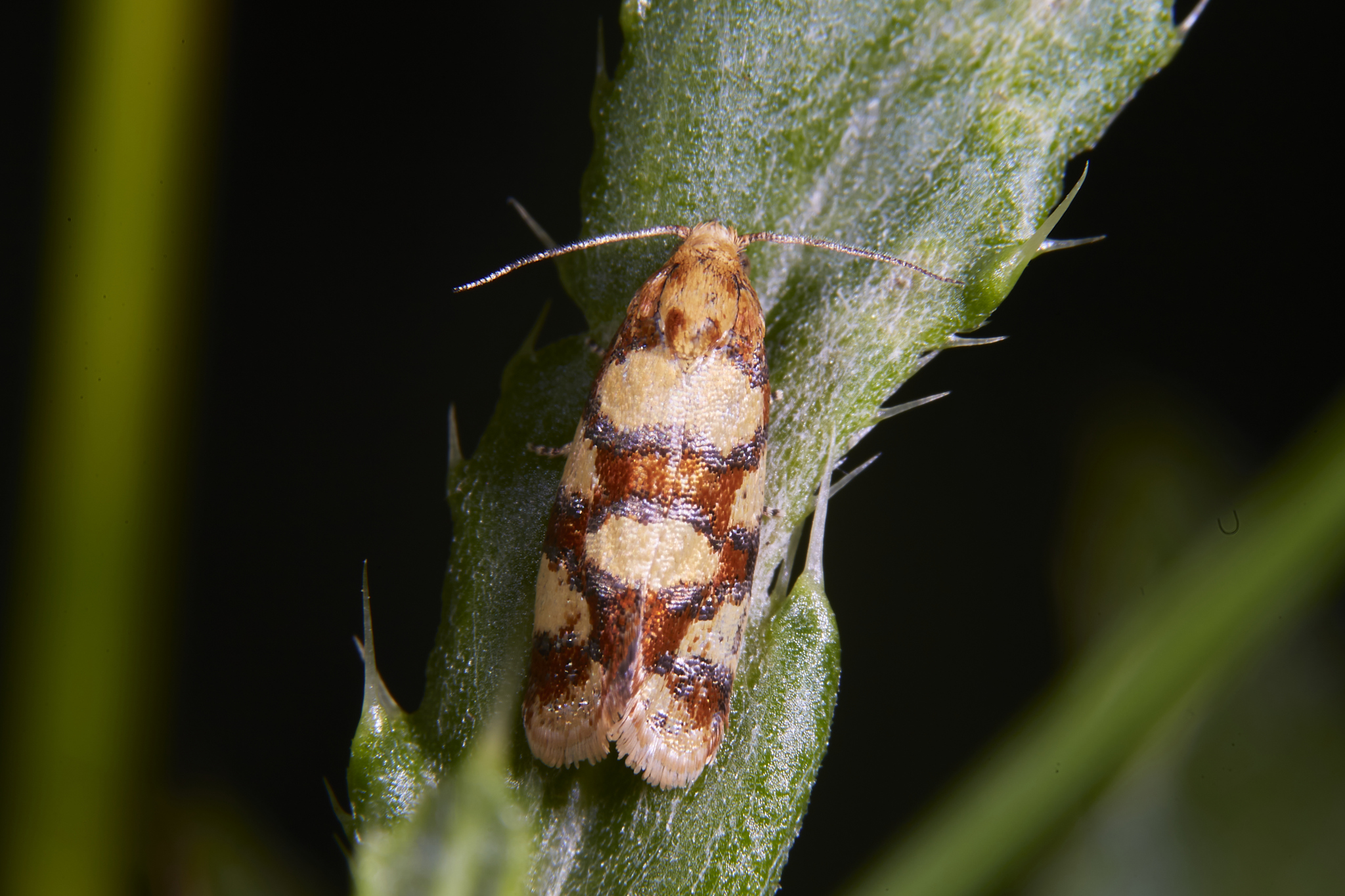 Bright leaf roller - Aethes tesserana - My, Butterfly, Lepidopterology, Bashkortostan, June, Summer, 2024, Longpost