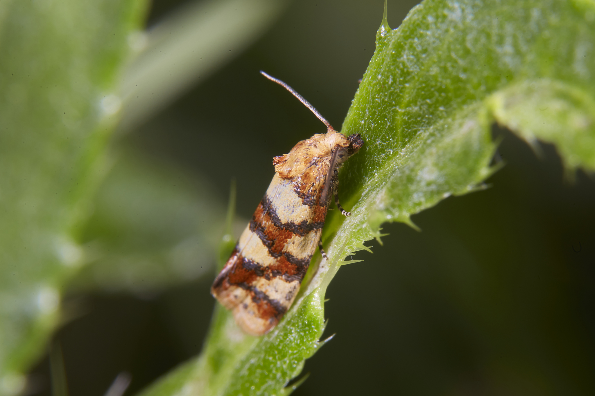 Bright leaf roller - Aethes tesserana - My, Butterfly, Lepidopterology, Bashkortostan, June, Summer, 2024, Longpost