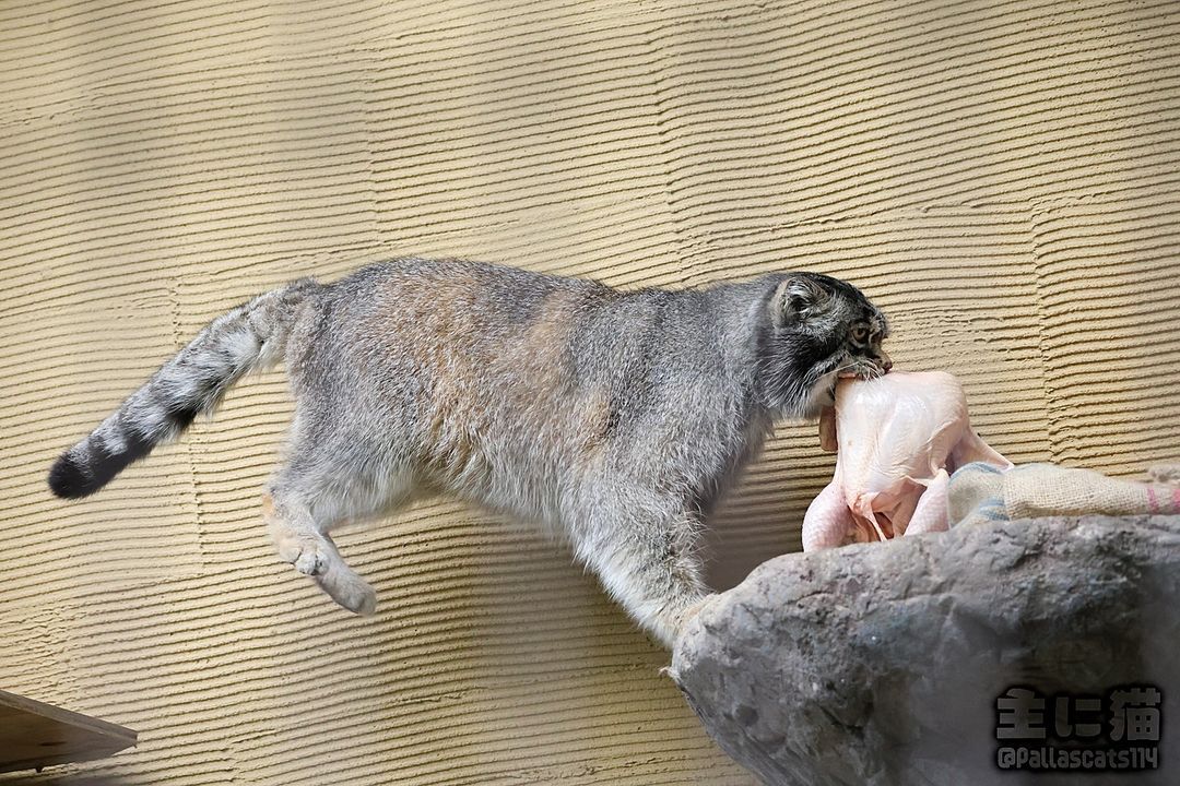 I can't bear my own burden - Wild animals, Predatory animals, Cat family, Small cats, Pallas' cat, The photo, Zoo, Carcass