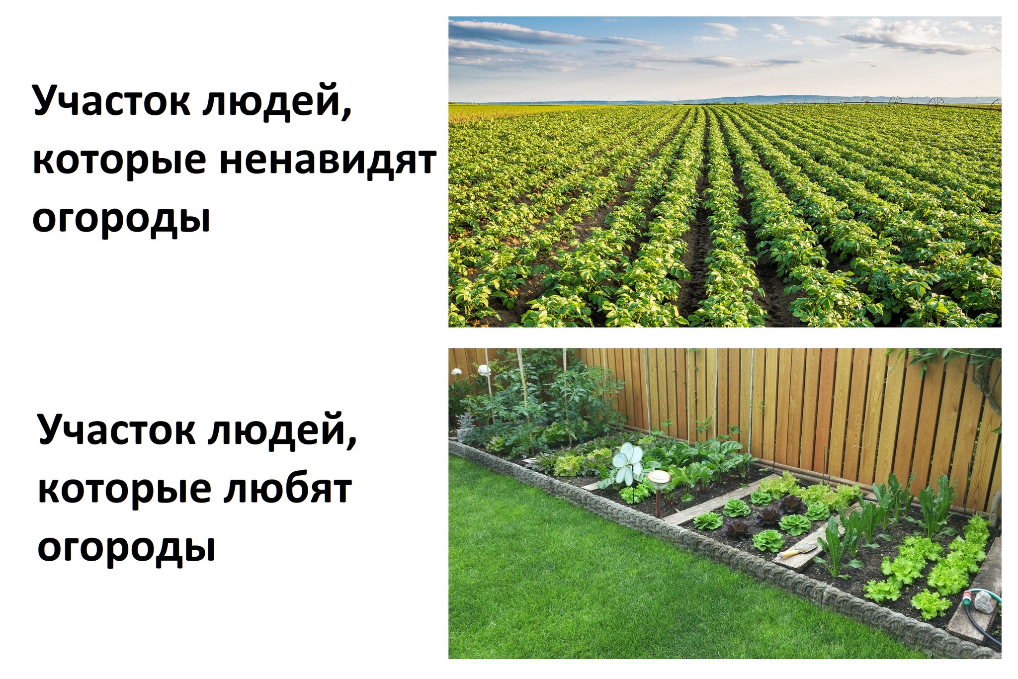 Post #11559260 - Humor, Sad humor, Garden, Garden, Dacha, Village, Gardening, Village, Potato, Сельское хозяйство, Nature, Picture with text
