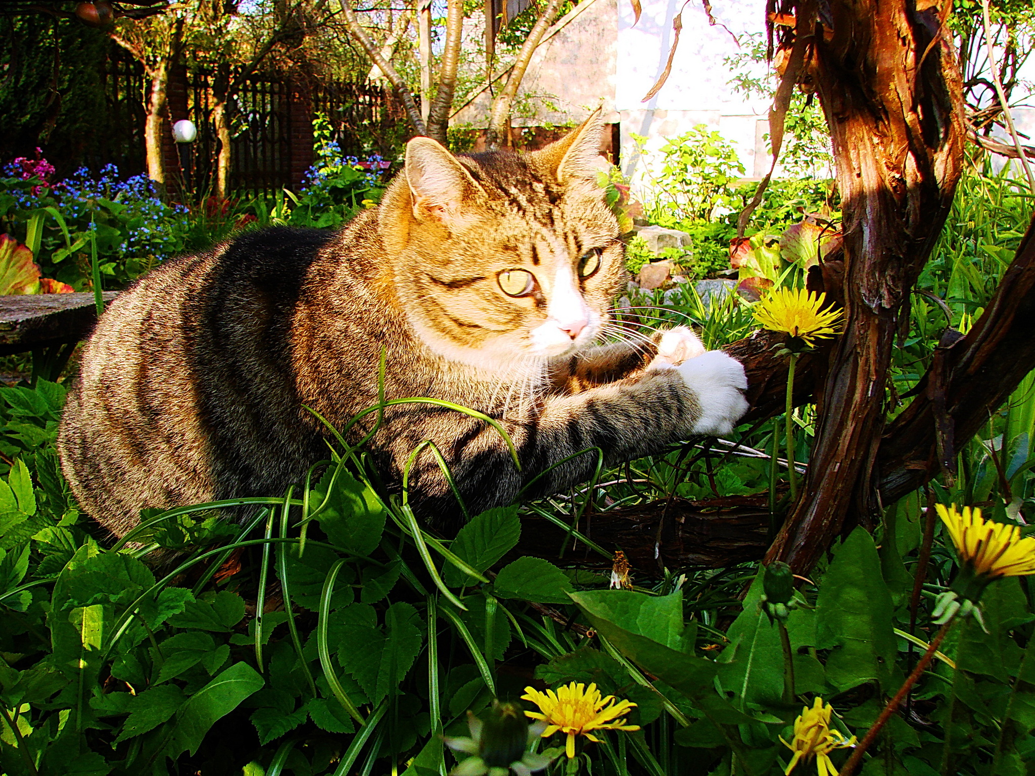 - What do you need? Archive, spring 2017. Puzya the cat - My, Nature, Spring, Kaliningrad region, The nature of Russia, cat, Animals, Flowers, The photo