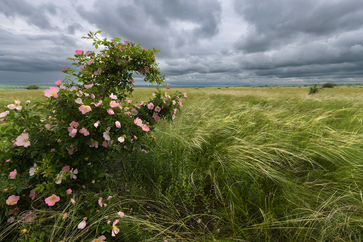 Gloomy steppe - My, Steppe, Rostov region, The photo