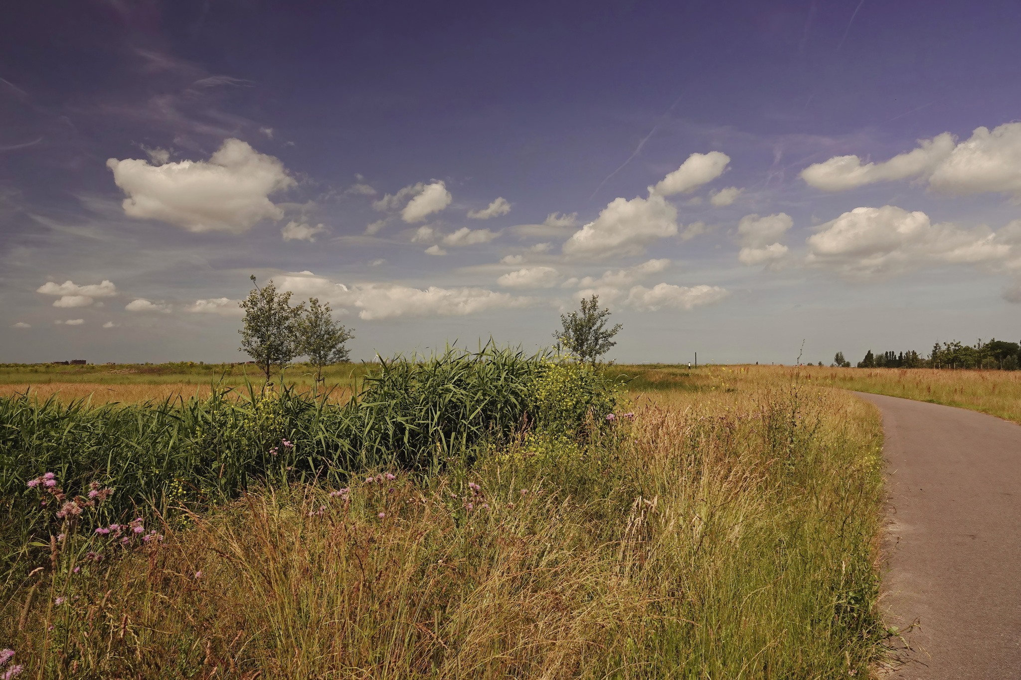 A natural area near the Dutch city of Leidschendam - My, The photo, Netherlands (Holland), Nature, Summer