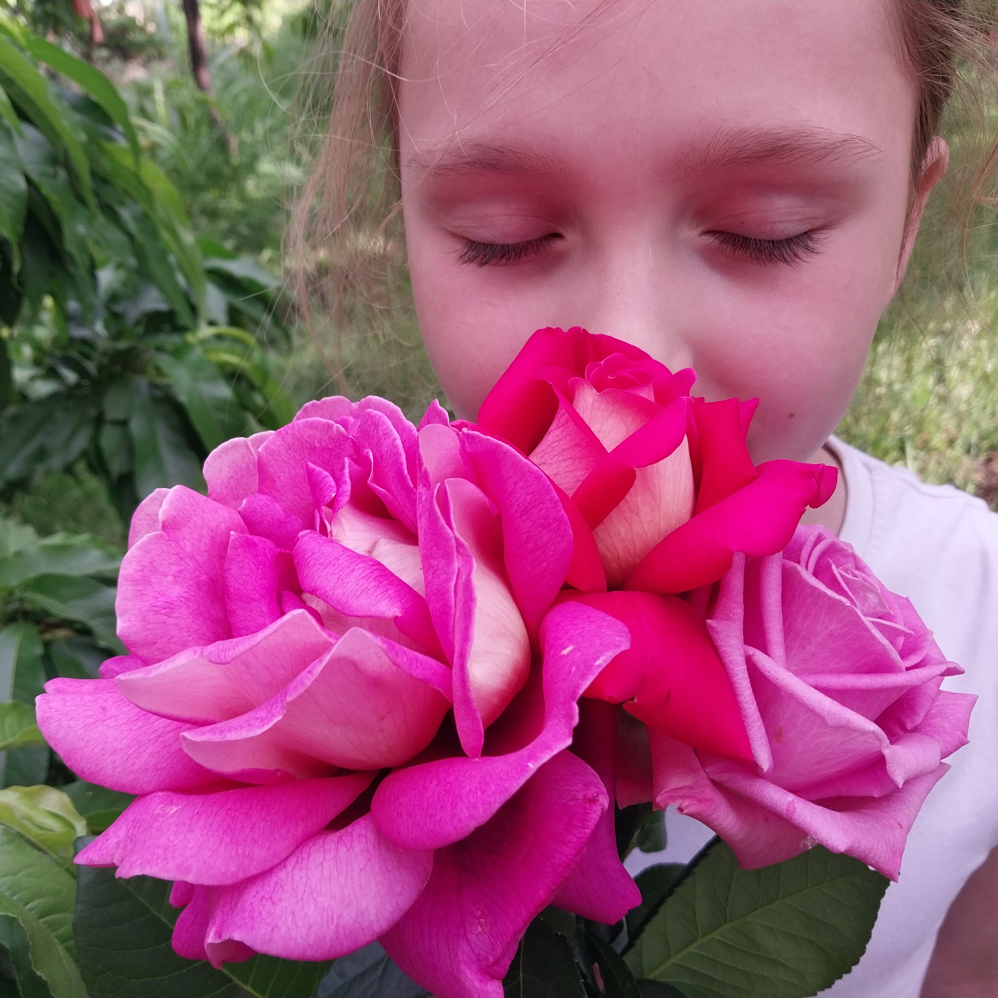 How great it is to have a dacha! Roses - My, the Rose, Dacha, Garden, Gardening, Longpost