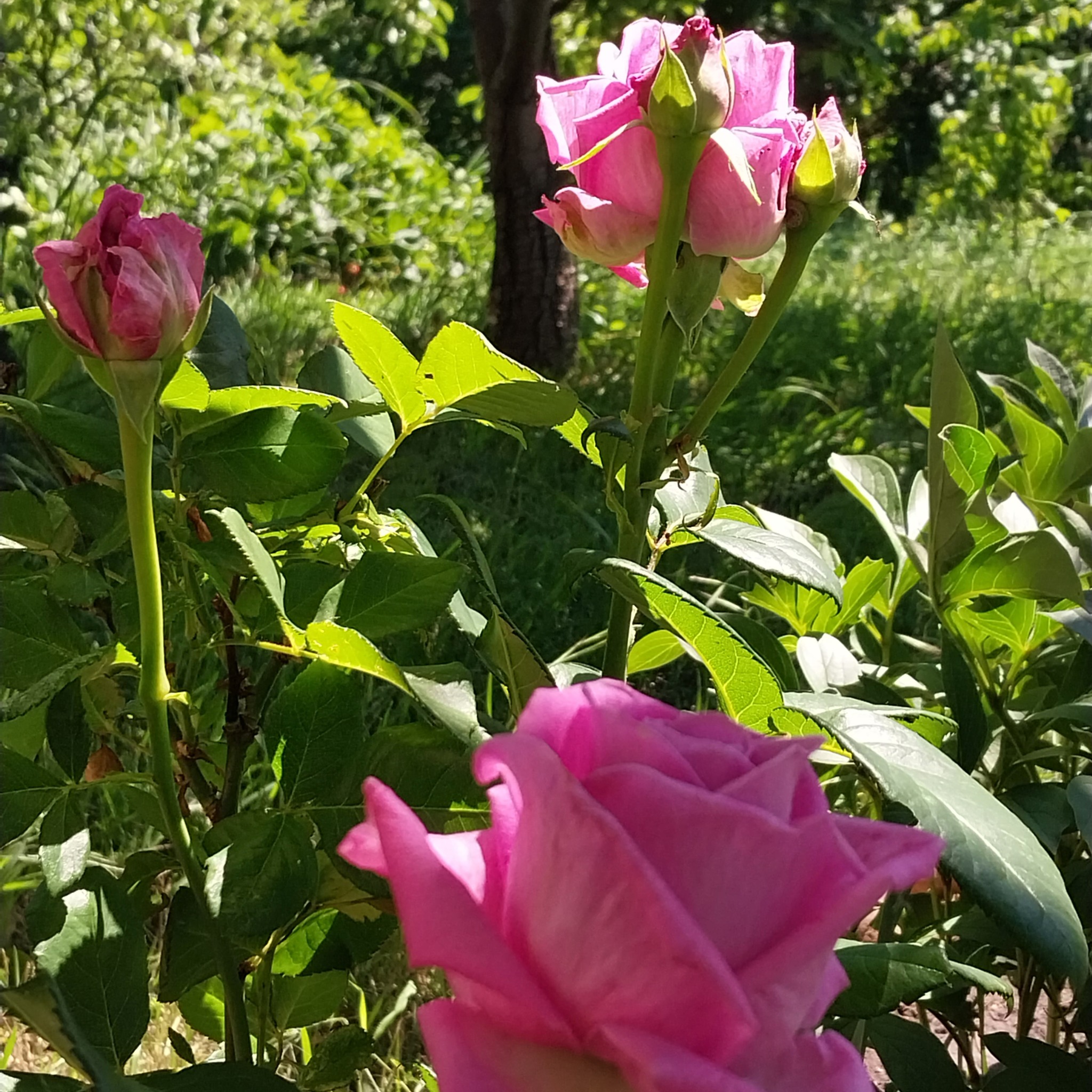 How great it is to have a dacha! Roses - My, the Rose, Dacha, Garden, Gardening, Longpost