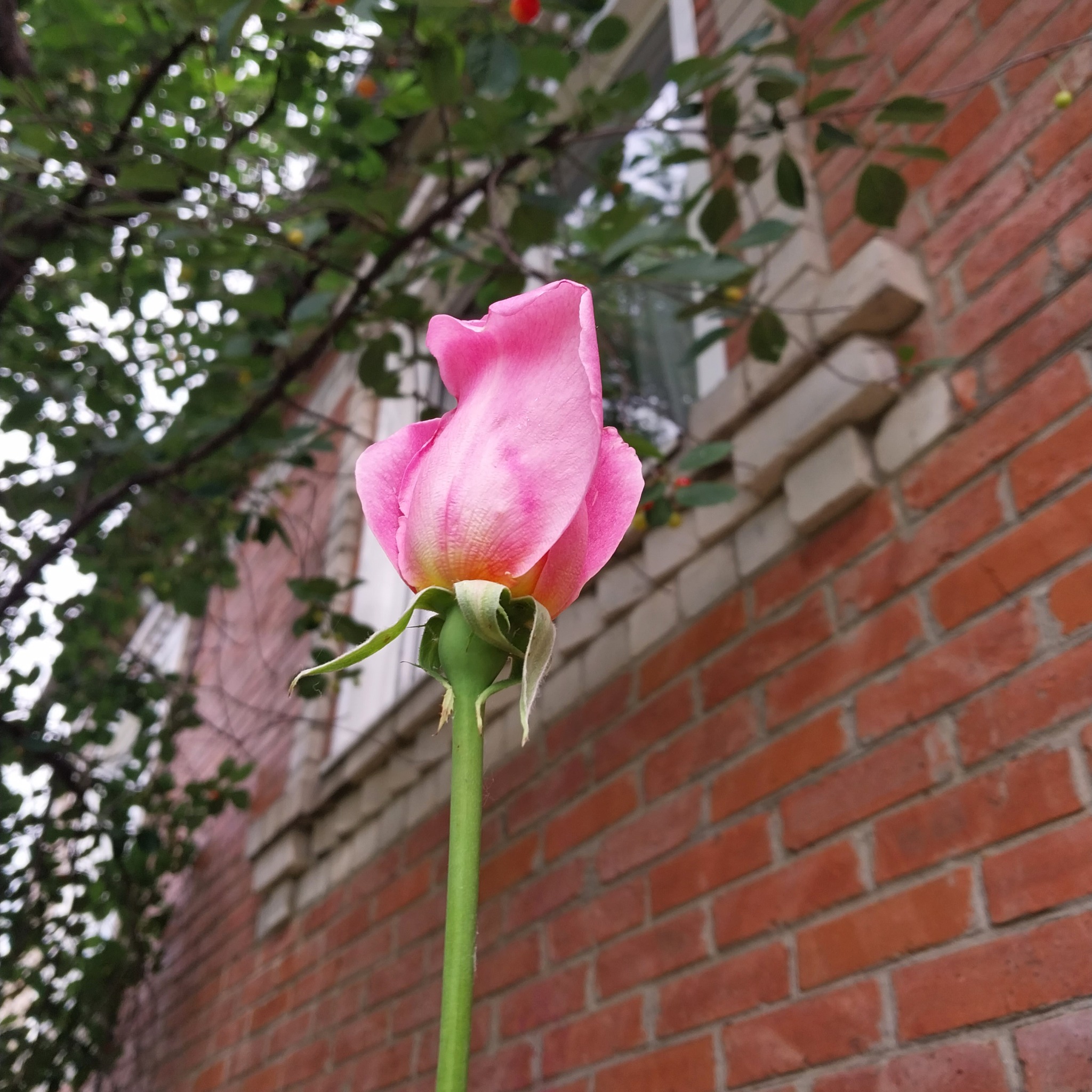 How great it is to have a dacha! Roses - My, the Rose, Dacha, Garden, Gardening, Longpost