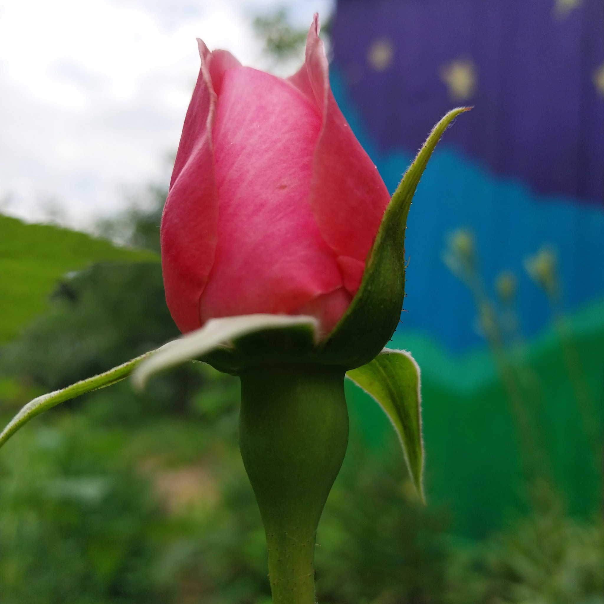 How great it is to have a dacha! Roses - My, the Rose, Dacha, Garden, Gardening, Longpost