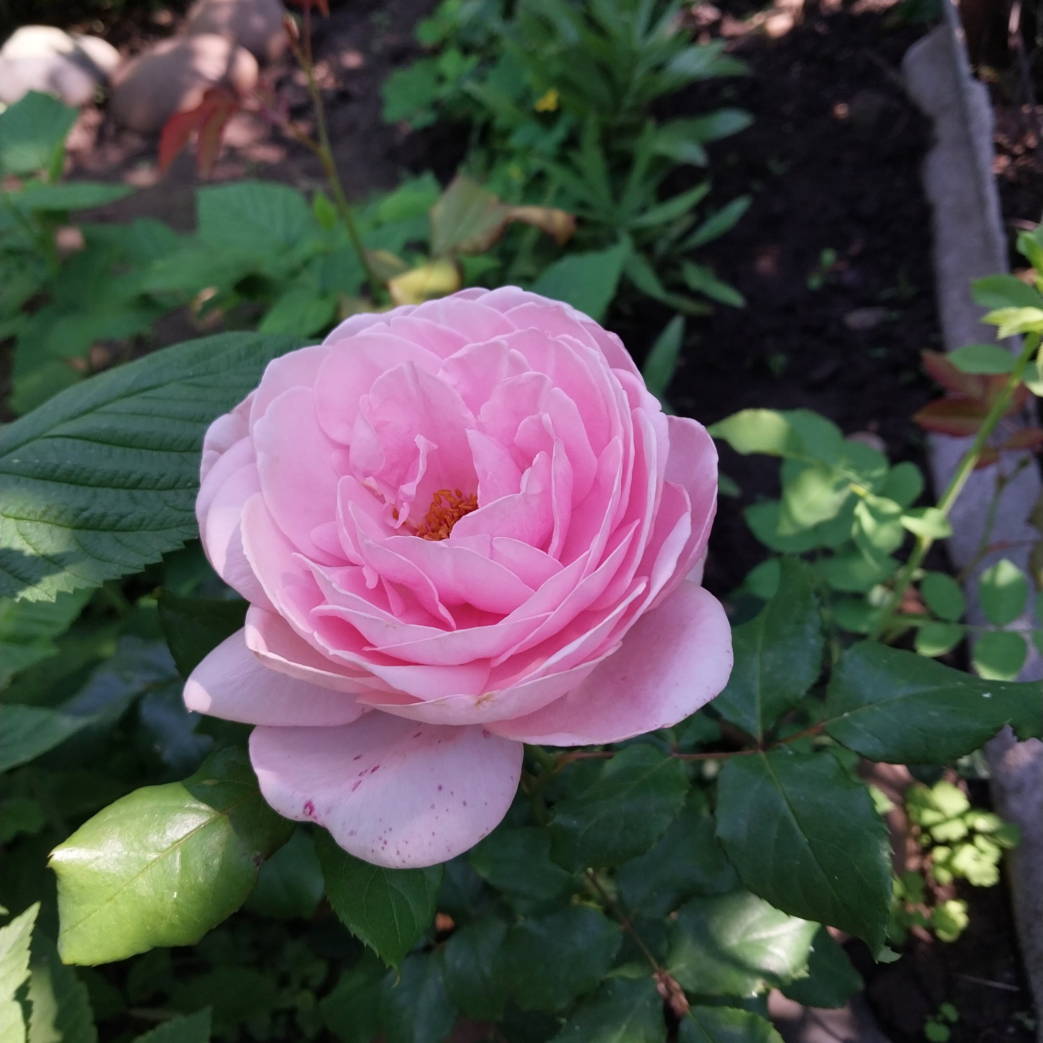 How great it is to have a dacha! Roses - My, the Rose, Dacha, Garden, Gardening, Longpost