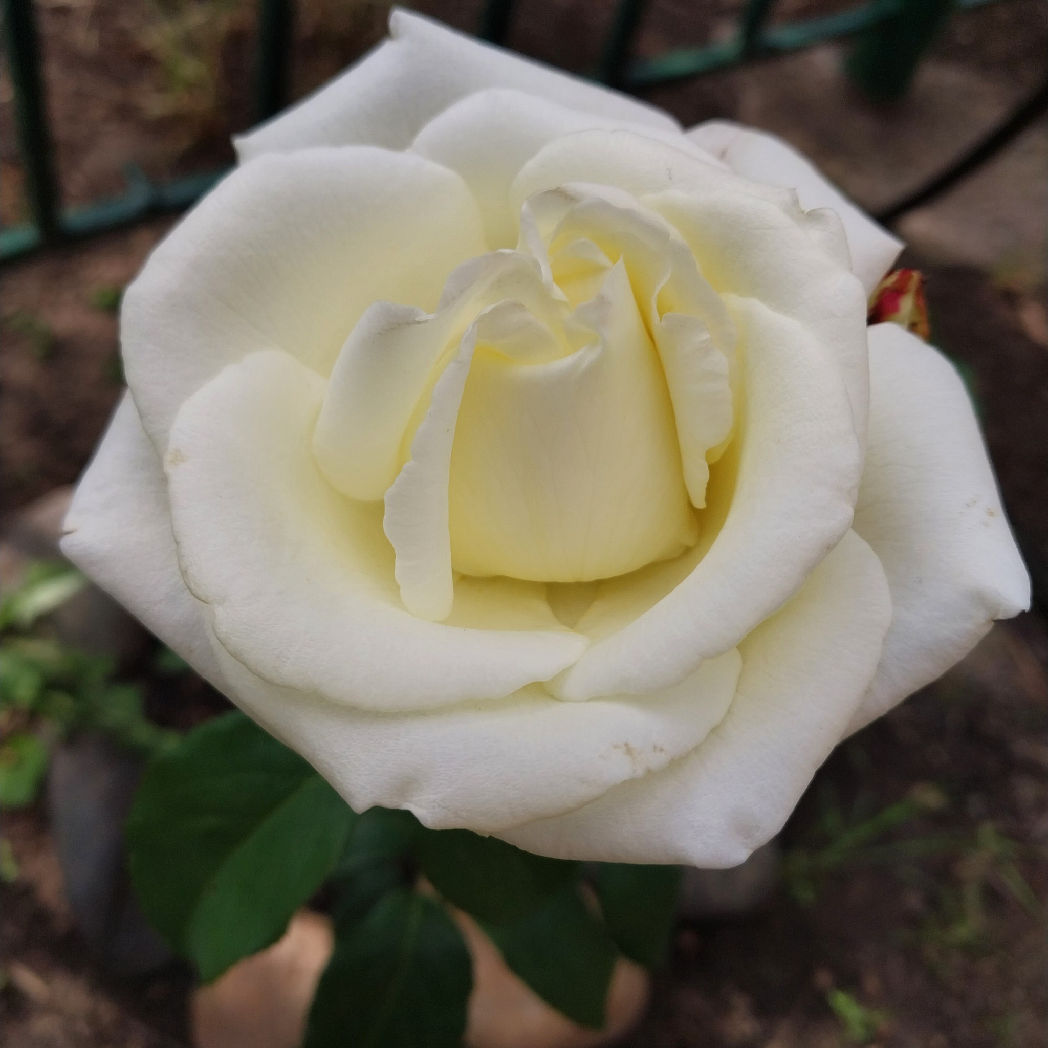 How great it is to have a dacha! Roses - My, the Rose, Dacha, Garden, Gardening, Longpost