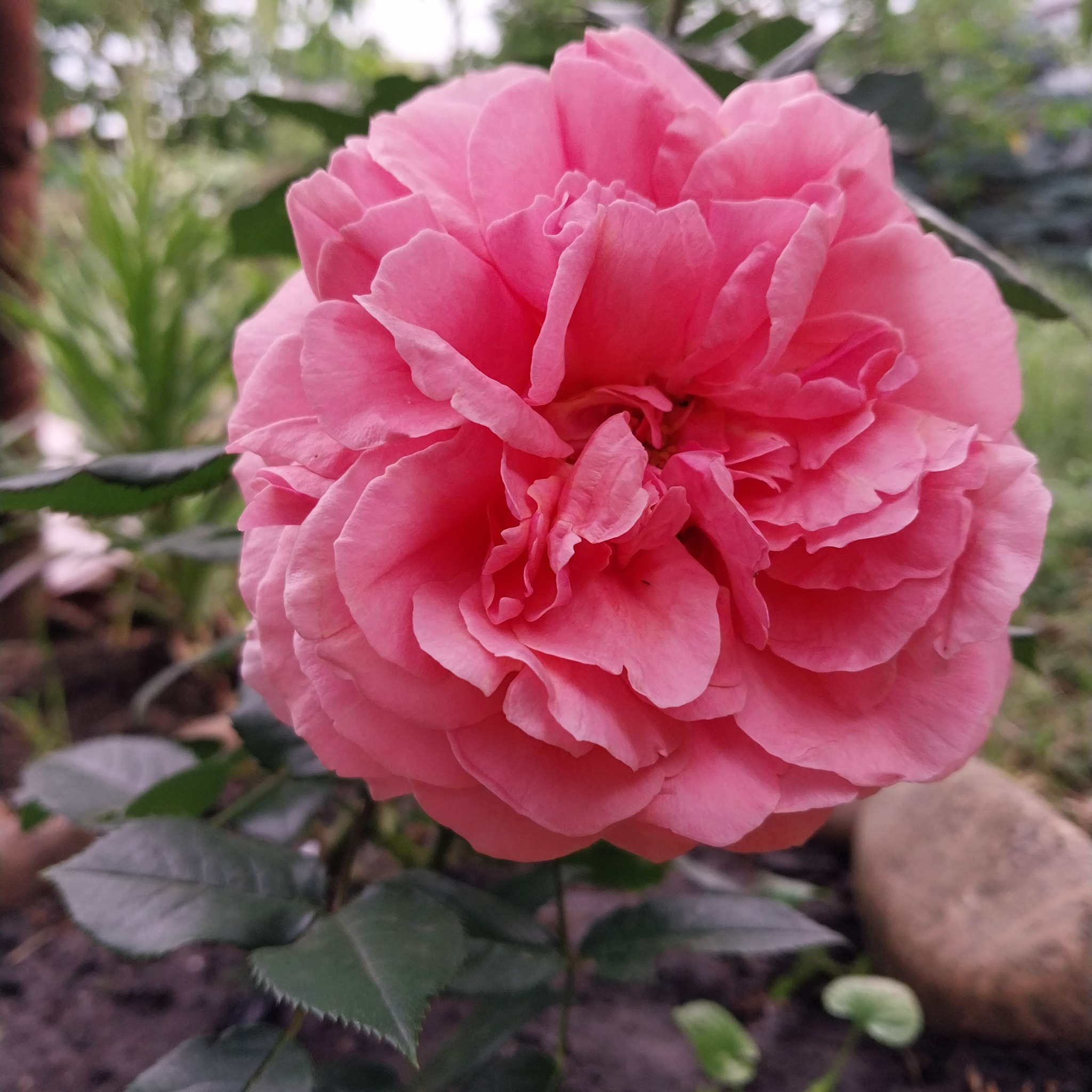 How great it is to have a dacha! Roses - My, the Rose, Dacha, Garden, Gardening, Longpost