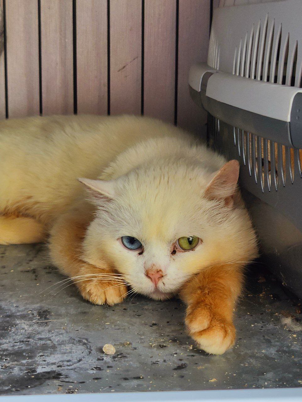 Muzzles of 11 male cats and one kitten rescued from very poor conditions. I wash, feed and treat them for the fifth day - My, cat, Vertical video, Kittens, The rescue, Video, Longpost