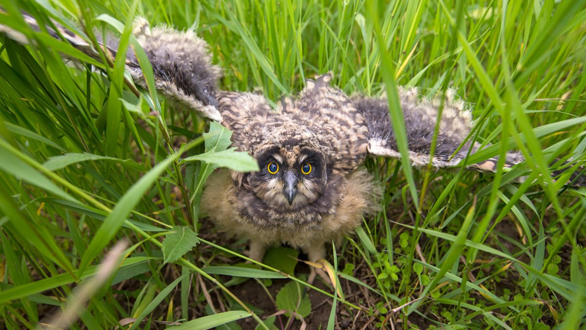 When you save wild owlets, you make things worse 99% of the time. And that's why - Owl, Owlets, Chick, Animals, Predator birds, Wild animals, Yandex Zen, Yandex Zen (link), Longpost