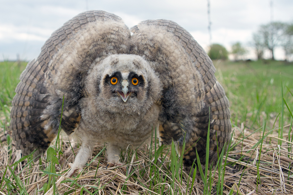 When you save wild owlets, you make things worse 99% of the time. And that's why - Owl, Owlets, Chick, Animals, Predator birds, Wild animals, Yandex Zen, Yandex Zen (link), Longpost