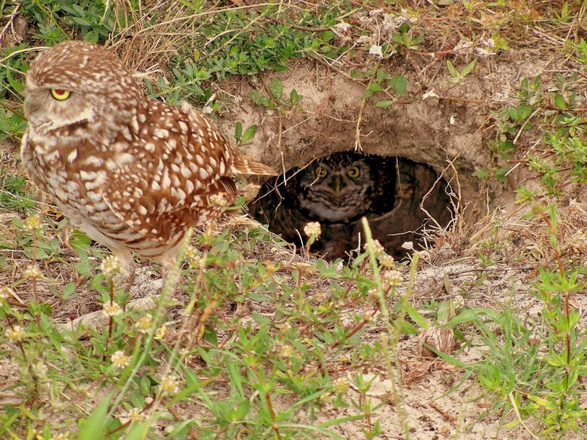 When you save wild owlets, you make things worse 99% of the time. And that's why - Owl, Owlets, Chick, Animals, Predator birds, Wild animals, Yandex Zen, Yandex Zen (link), Longpost