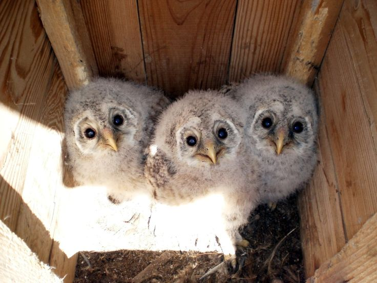 When you save wild owlets, you make things worse 99% of the time. And that's why - Owl, Owlets, Chick, Animals, Predator birds, Wild animals, Yandex Zen, Yandex Zen (link), Longpost