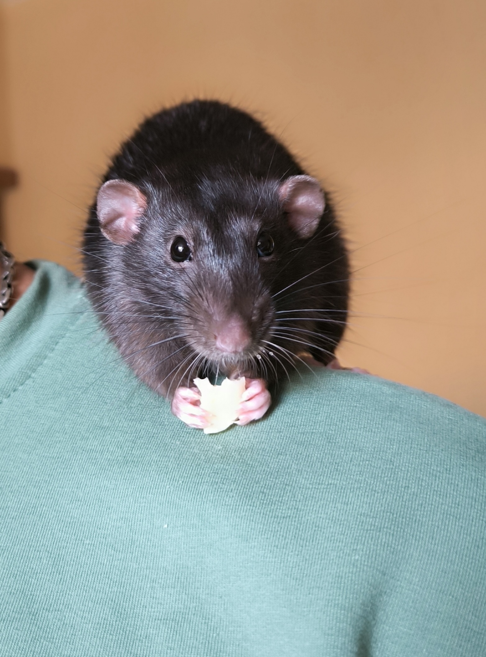 Three months later - My, Rat, Personality