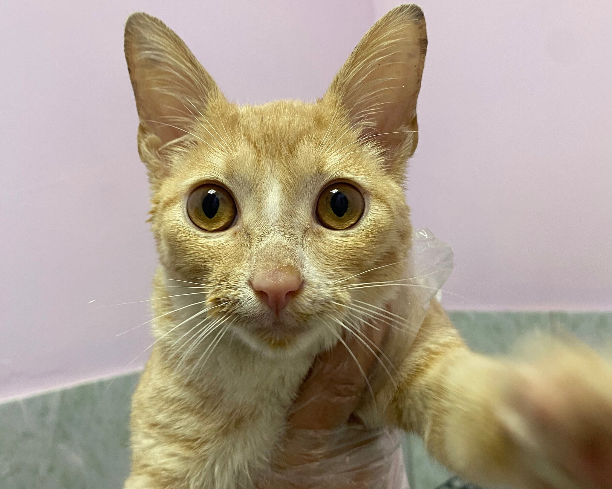 The most photogenic Peach on the market is looking for a home - My, In good hands, Homeless animals, Volunteering, Shelter, Kittens, Redheads, Cat lovers, No rating, Peaches, Overexposure, Help, Lost, Animal Rescue, Charity, Veterinary, Longpost, cat