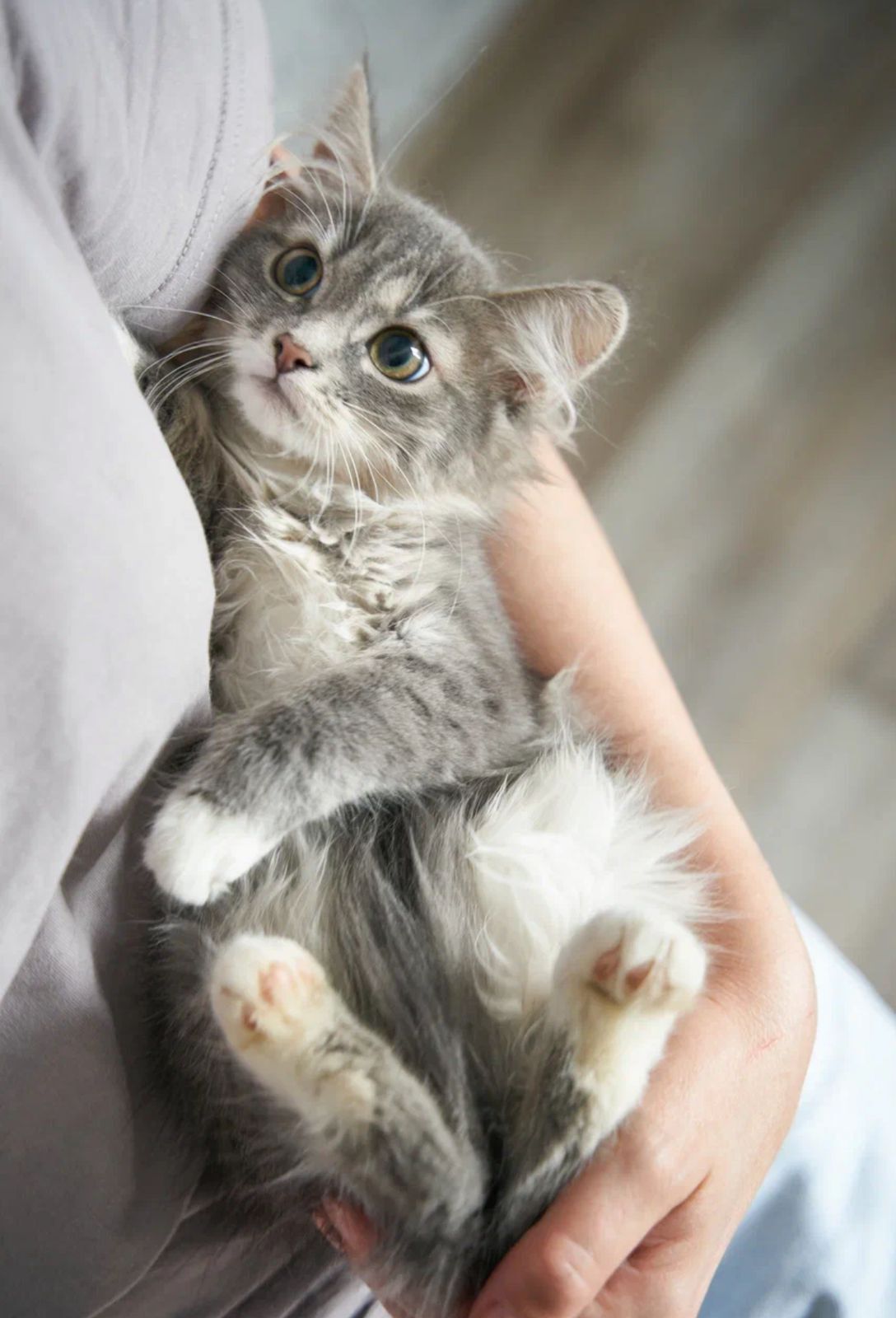 Kitten in good hands - No rating, Moscow, In good hands, cat, Help, Kittens, Homeless animals, Fluffy, Cat lovers, Helping animals, Volunteering, Kindness, The strength of the Peekaboo, Charity, Good league, Shelter, Longpost