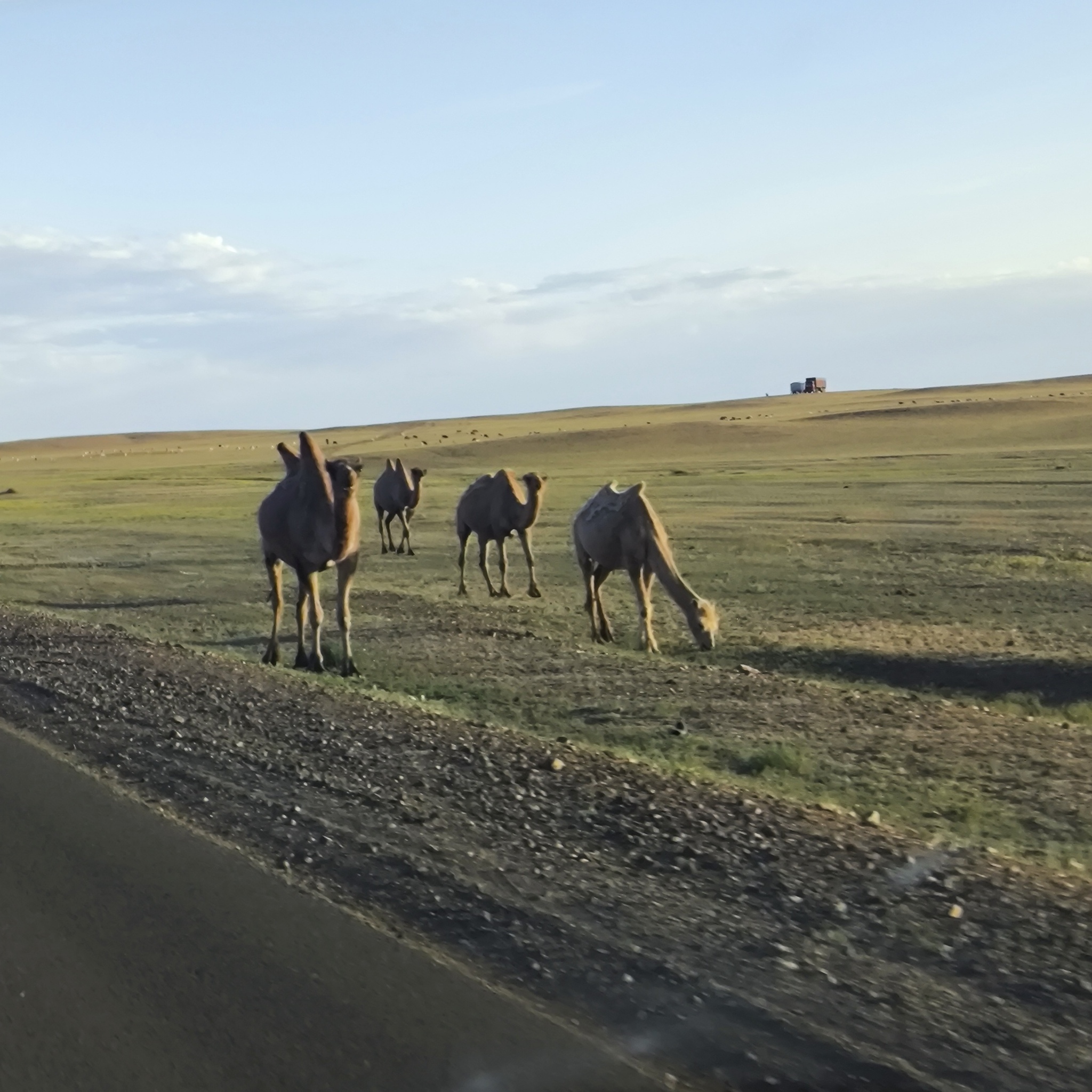 Diary of a trip to Melanesia. Day 6. I have a beard. Path to Gobi - My, Life stories, Drive, Around the world, Gobi, Mongolia, Desert, Informative, Travels, Longpost