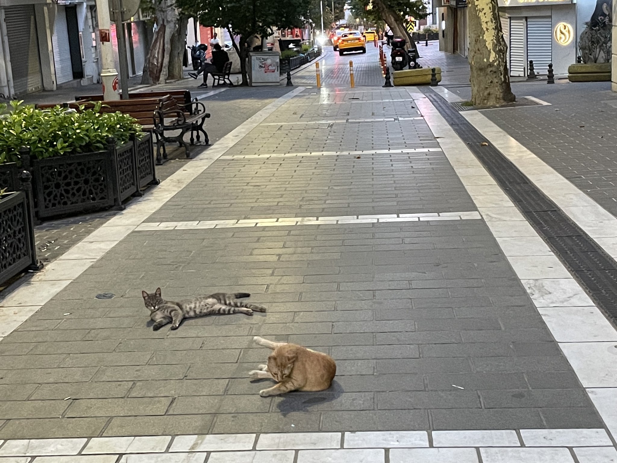 Just. Istanbul. Seals - My, Pet the cat, Istanbul, Street photography, Vacation, Longpost, cat