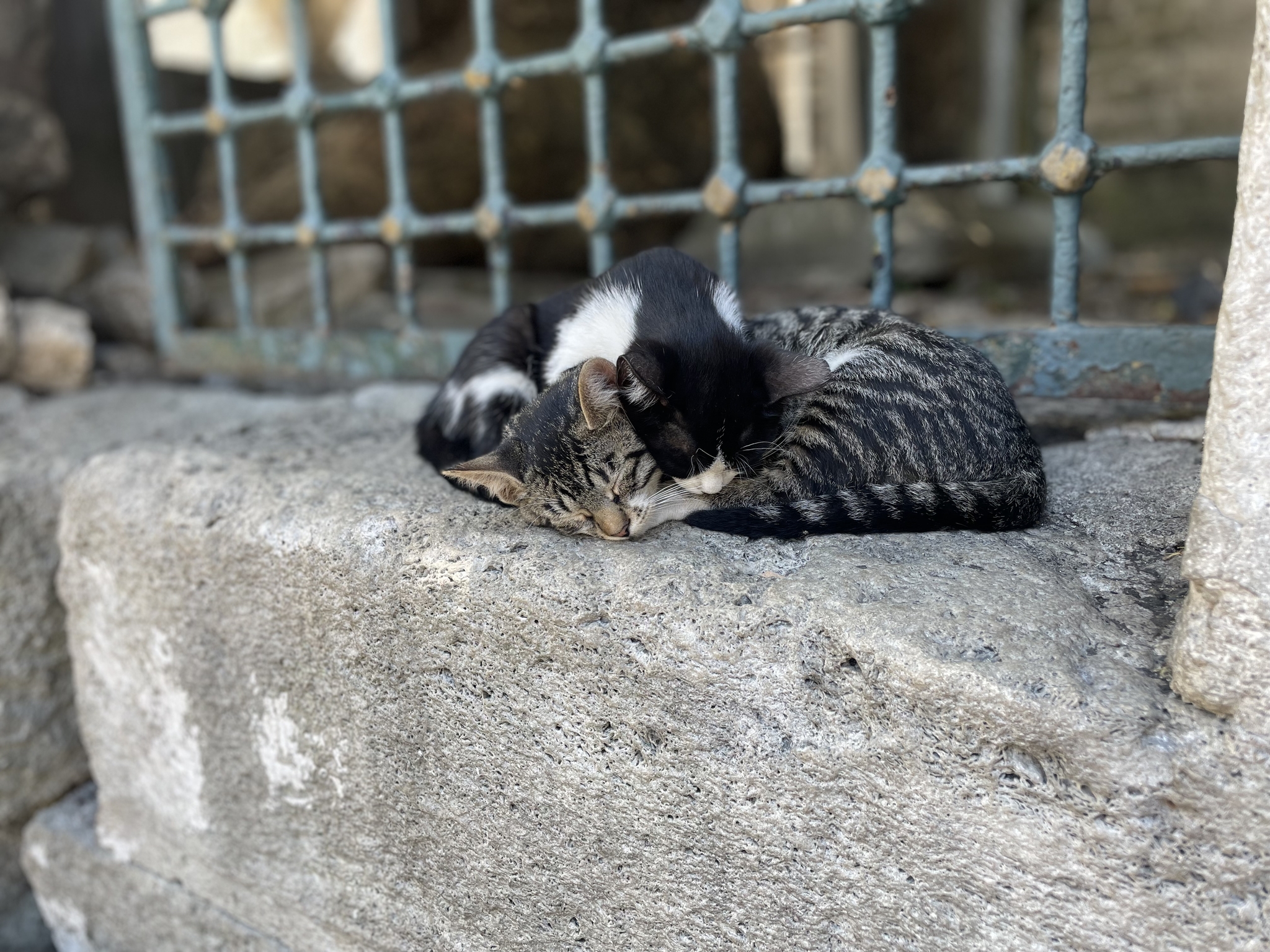 Just. Istanbul. Seals - My, Pet the cat, Istanbul, Street photography, Vacation, Longpost, cat