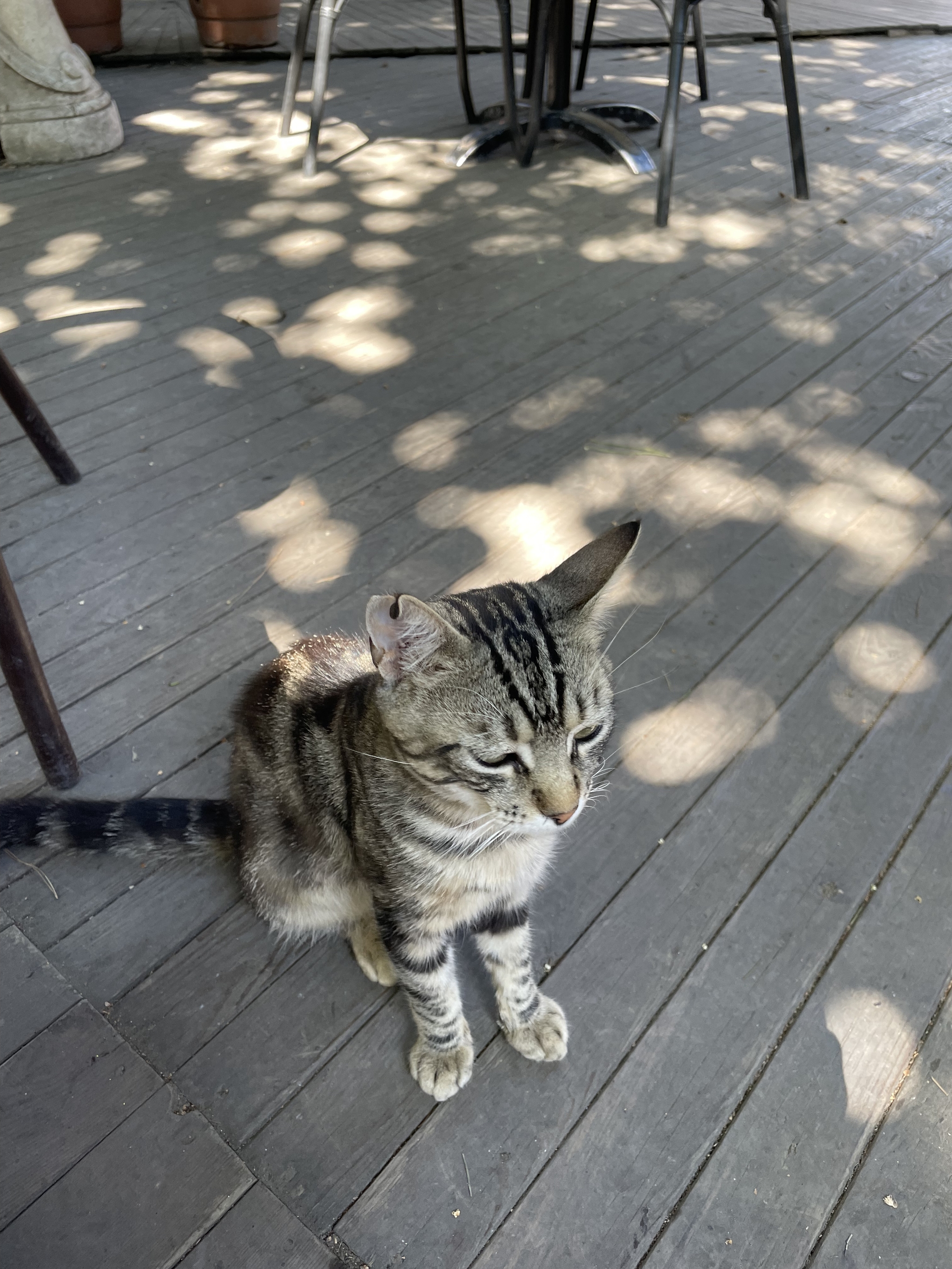 Just. Istanbul. Seals - My, Pet the cat, Istanbul, Street photography, Vacation, Longpost, cat