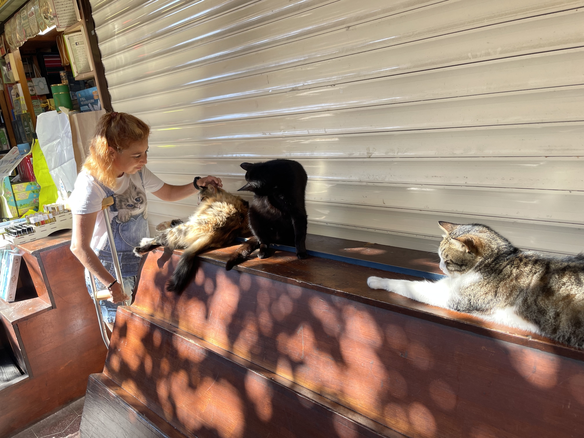 Just. Istanbul. Seals - My, Pet the cat, Istanbul, Street photography, Vacation, Longpost, cat