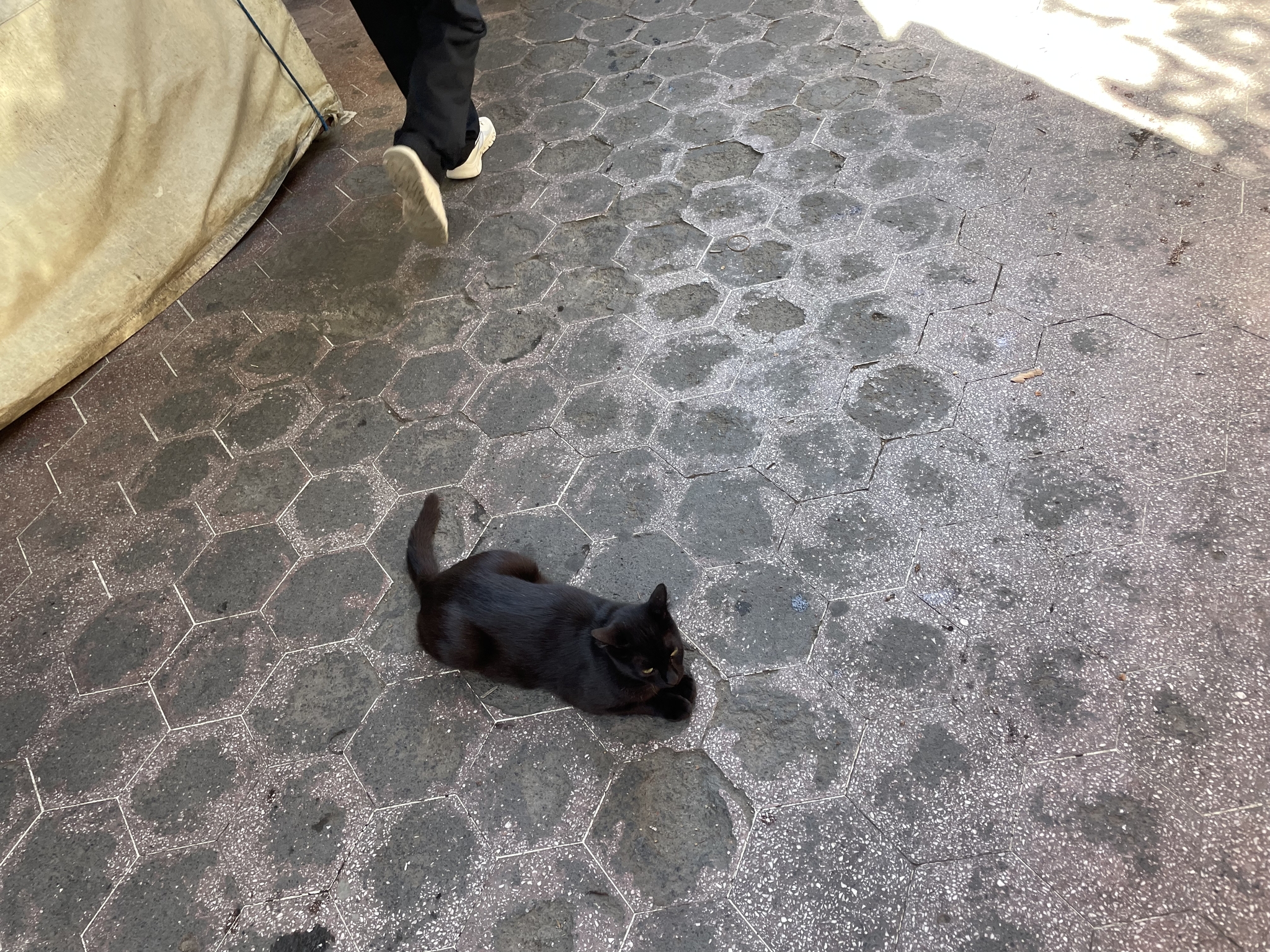 Just. Istanbul. Seals - My, Pet the cat, Istanbul, Street photography, Vacation, Longpost, cat