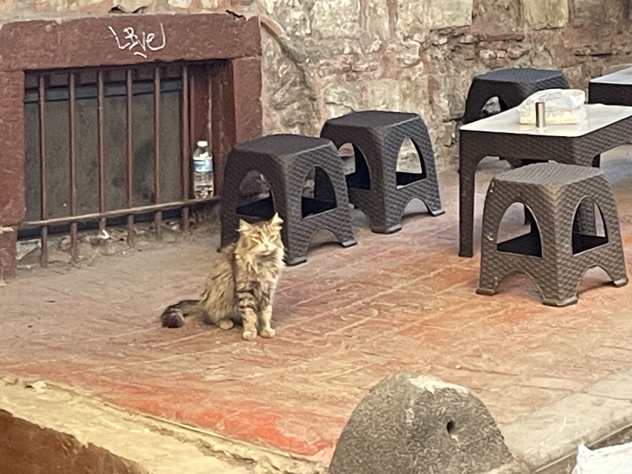 Just. Istanbul. Seals - My, Pet the cat, Istanbul, Street photography, Vacation, Longpost, cat