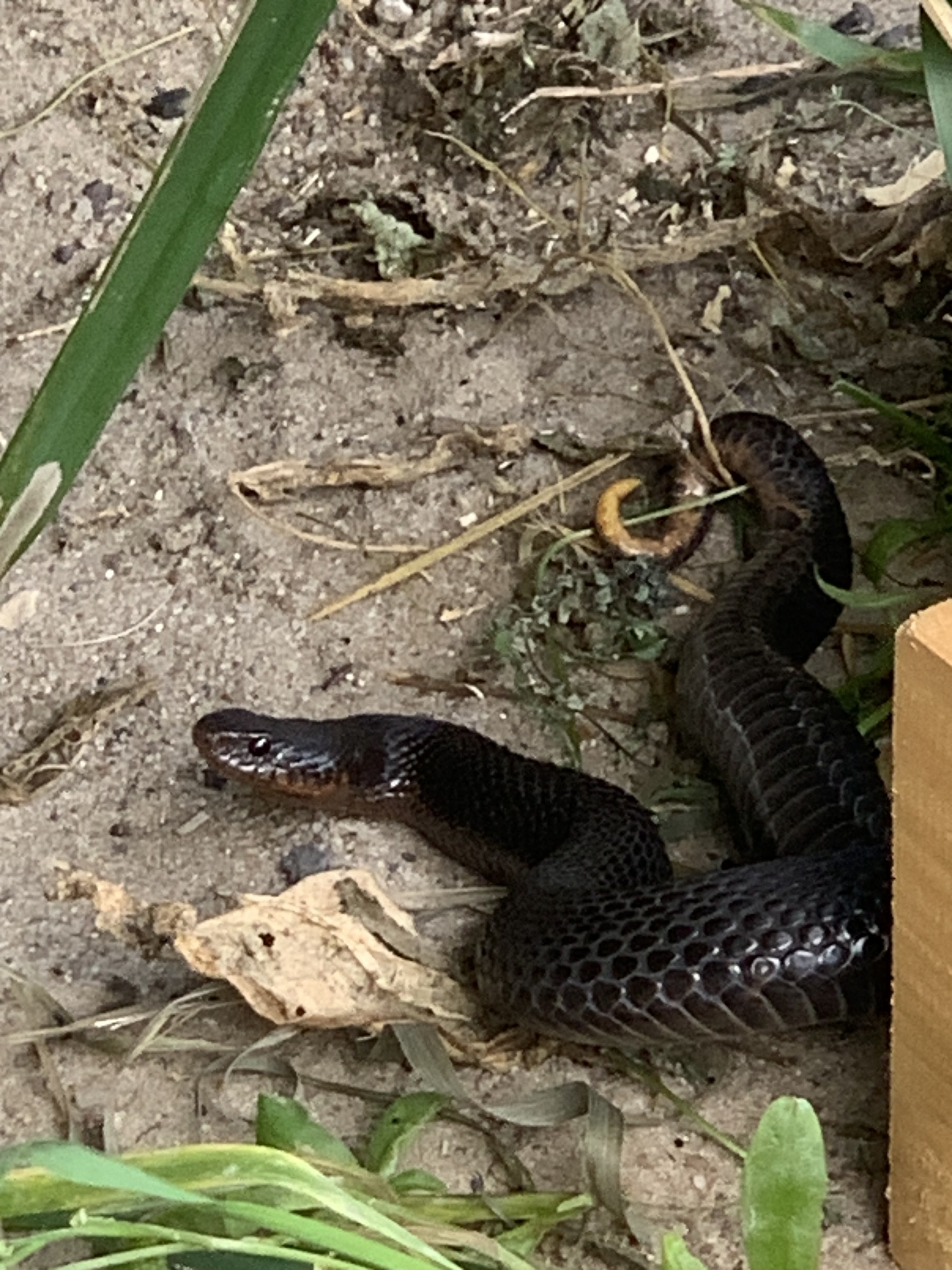 What kind of snake? - Snake, The photo, Question, Ask Peekaboo, Longpost, Video, Vertical video