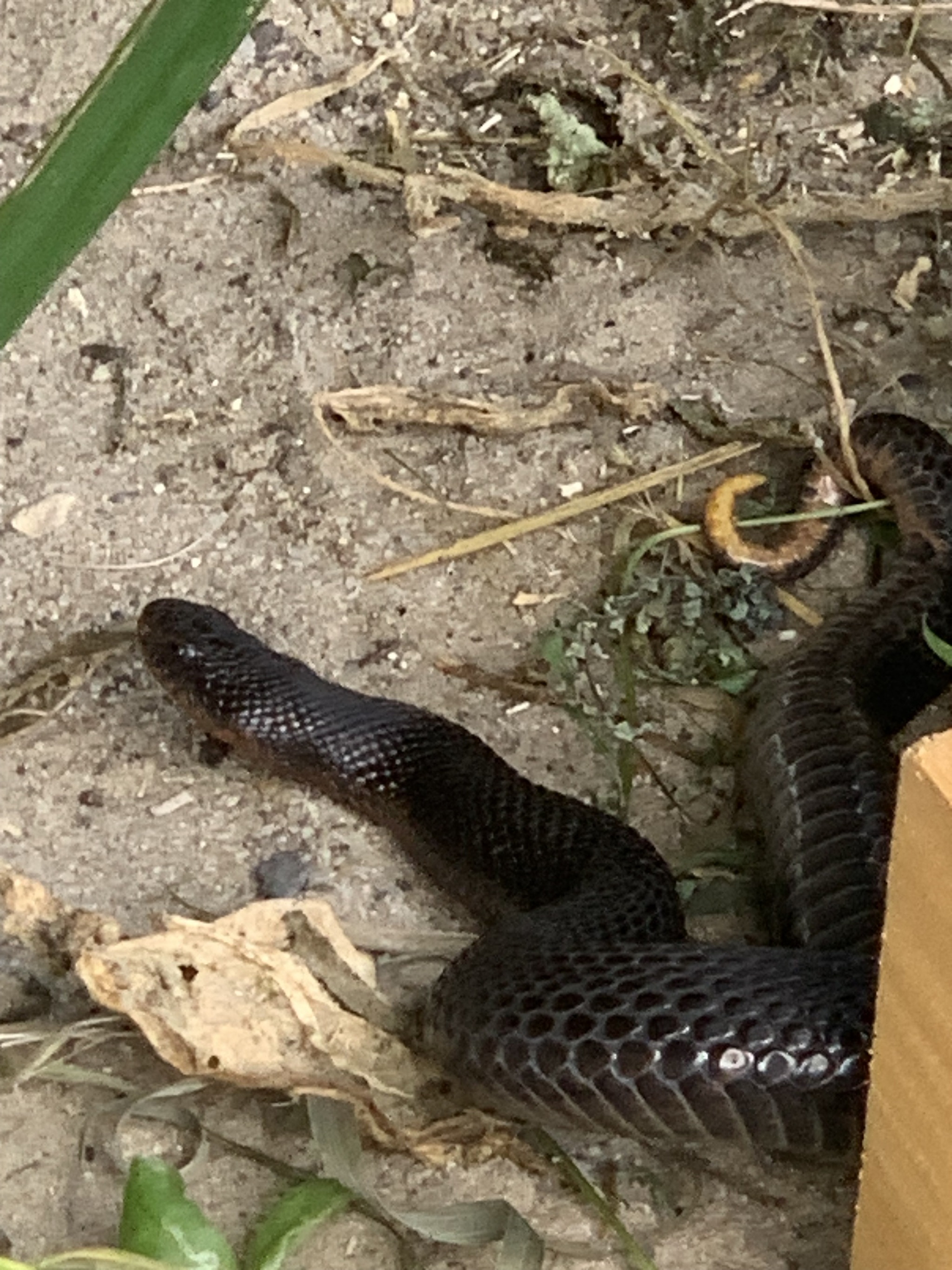 What kind of snake? - Snake, The photo, Question, Ask Peekaboo, Longpost, Video, Vertical video