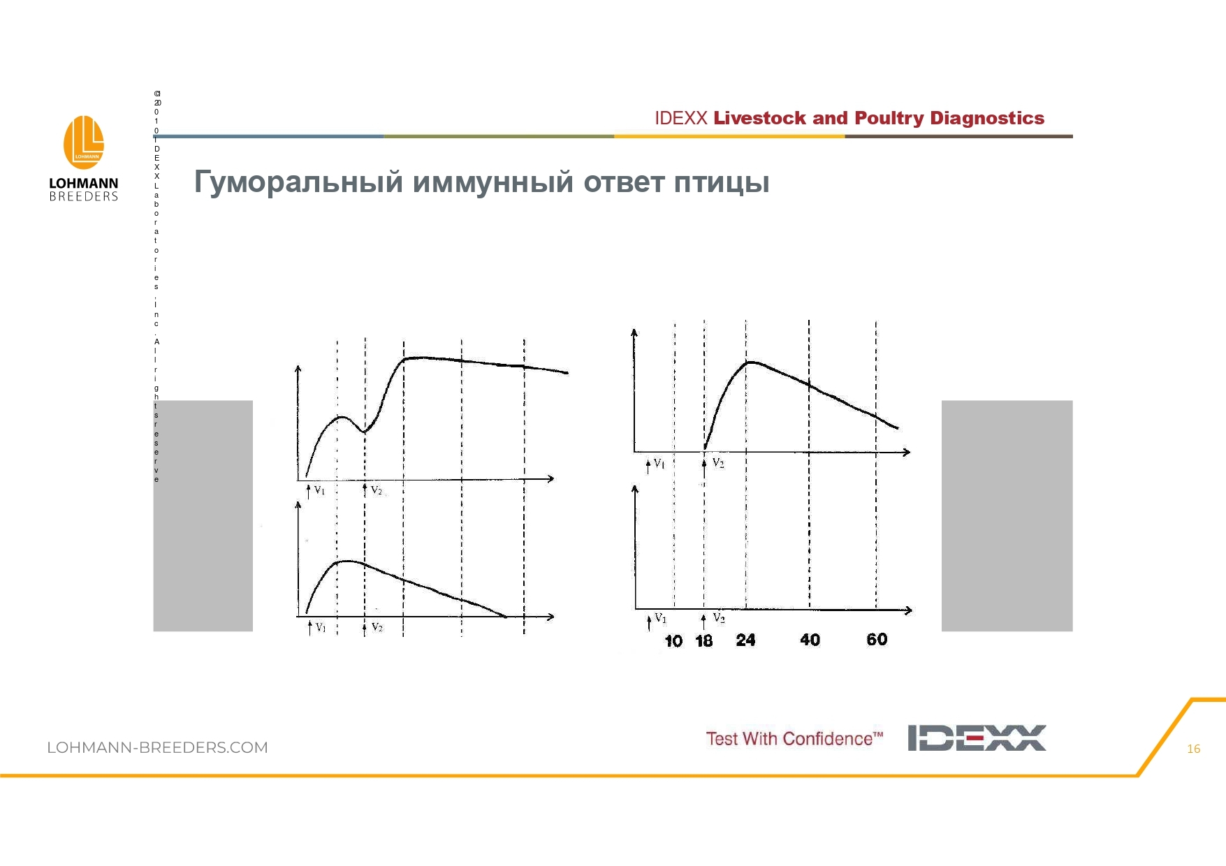 Программа ветеринарных мероприятий на предприятиях яичного направления в современных условиях - Сельское хозяйство, Курица, Деревня, Telegram (ссылка), Птицы, Длиннопост