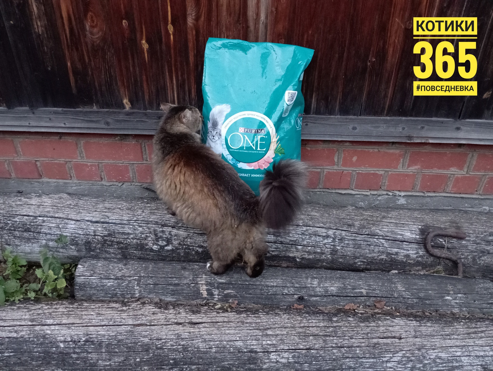 Павлик 29.06.2024 | Пикабу