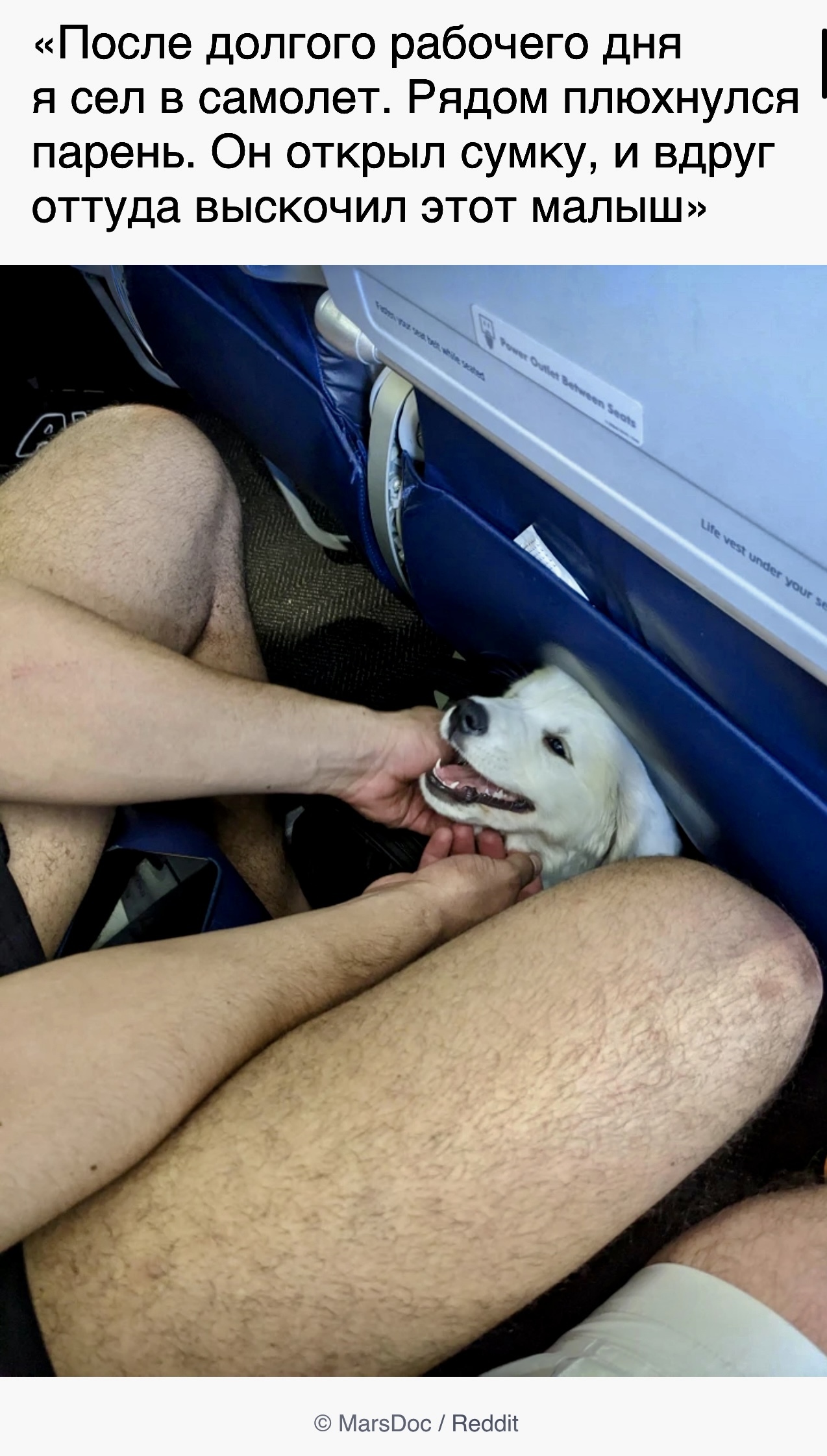 Pleasant travel companion - Screenshot, ADME, Reddit, Dog, Puppies