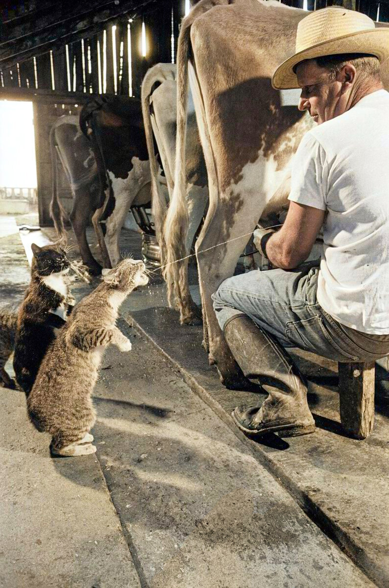 A selection of funny and funny photos with cats that will cheer you up. 20 colored photographs from the 20th century - My, Old photo, Historical photo, Colorization, The photo, cat, Cat family, 19th century, 20th century, Longpost