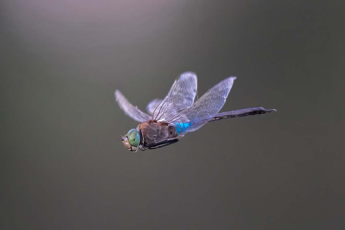 Dragonfly Watcher-Emperor - My, Dragonfly, Insects, The photo